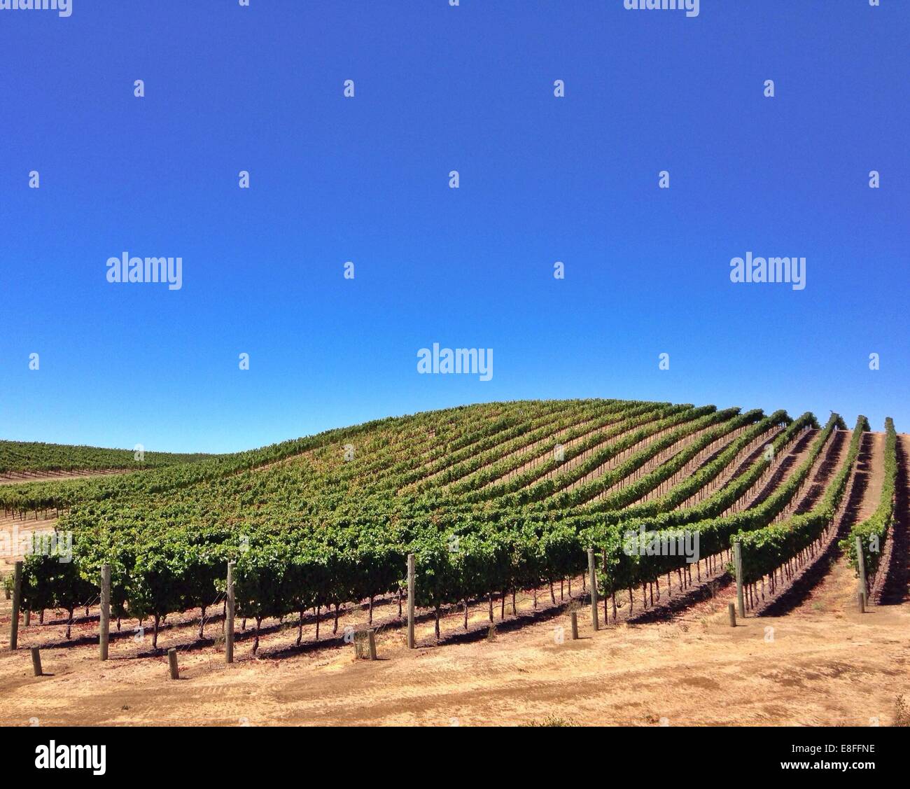 Vigneto in Napa Valley, California, Stati Uniti Foto Stock