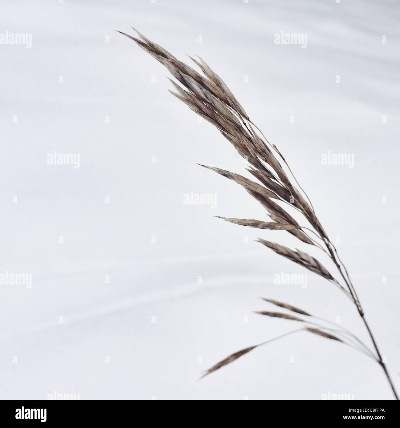 Close-up di erba selvatica Foto Stock