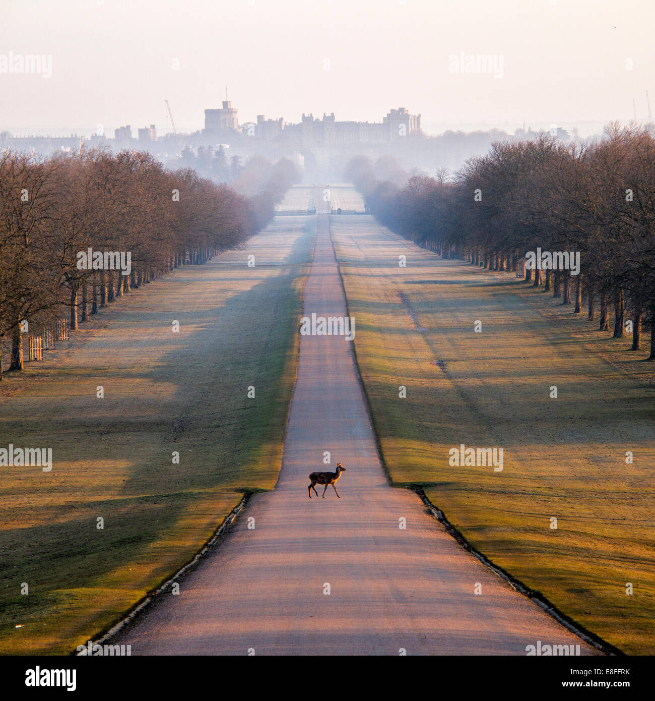 Deer Crossing Path, Windsor Great Park, Berkshire, Inghilterra, Regno Unito Foto Stock