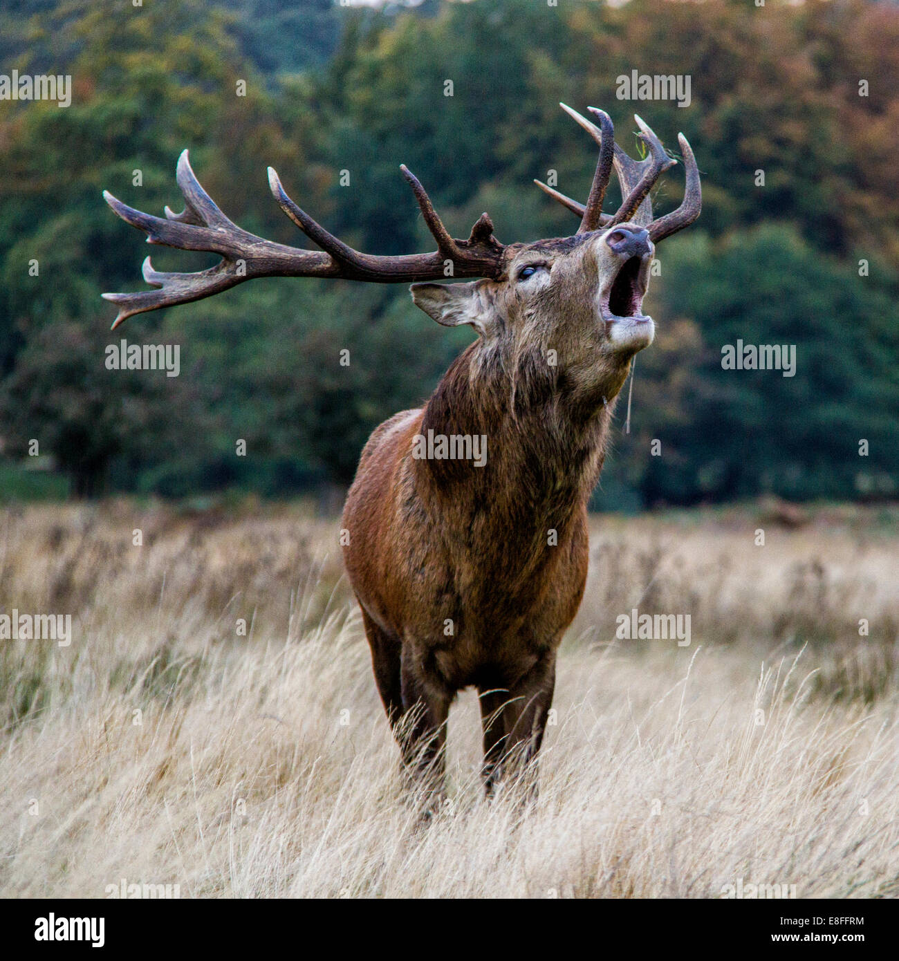 Stag Bleating, Windsor Great Park, Berkshire, Inghilterra, Regno Unito Foto Stock