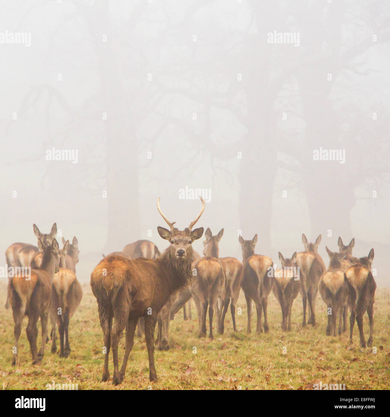 Mandria di cervi nel parco, Berkshire, Inghilterra, Regno Unito Foto Stock