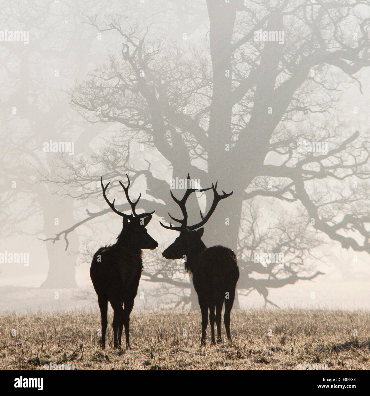 Two Deer in piedi in Park, Berkshire, Inghilterra, Regno Unito Foto Stock