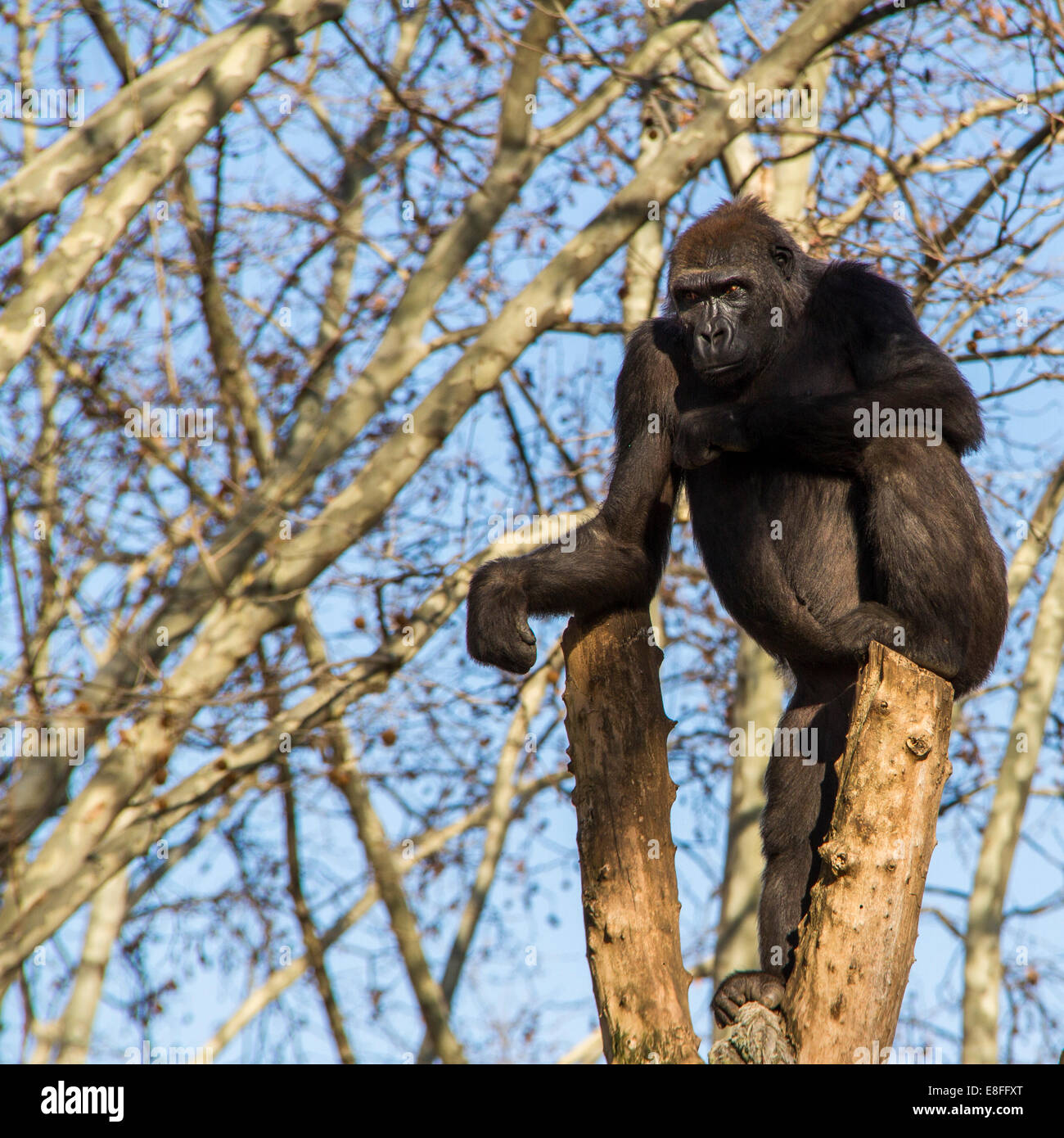 Seduta di Gorilla in una struttura ad albero Foto Stock