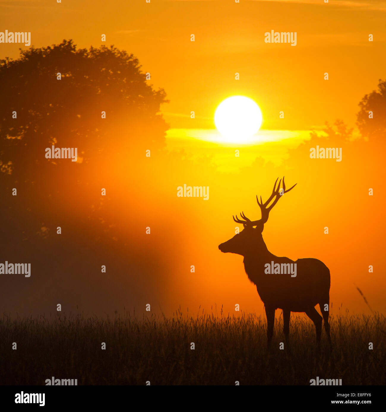 Cervi in piedi nel parco al tramonto, Berkshire, Inghilterra, Regno Unito Foto Stock