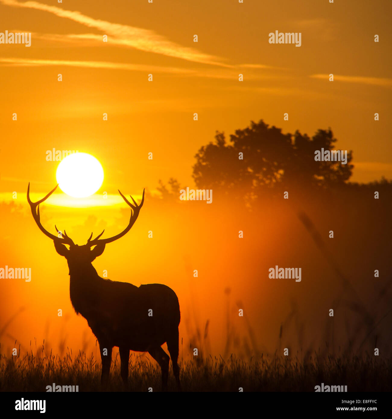 Silhouette di renne al tramonto Foto Stock