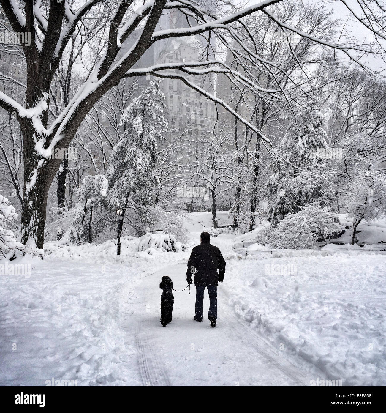 Stati Uniti d'America, New York New York City, l uomo e il suo cane a camminare nel parco centrale in inverno Foto Stock