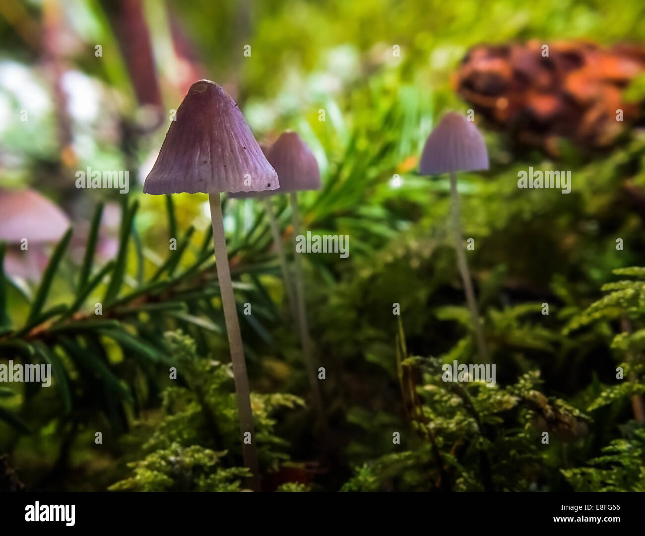 I funghi selvatici in foresta, Svezia Foto Stock