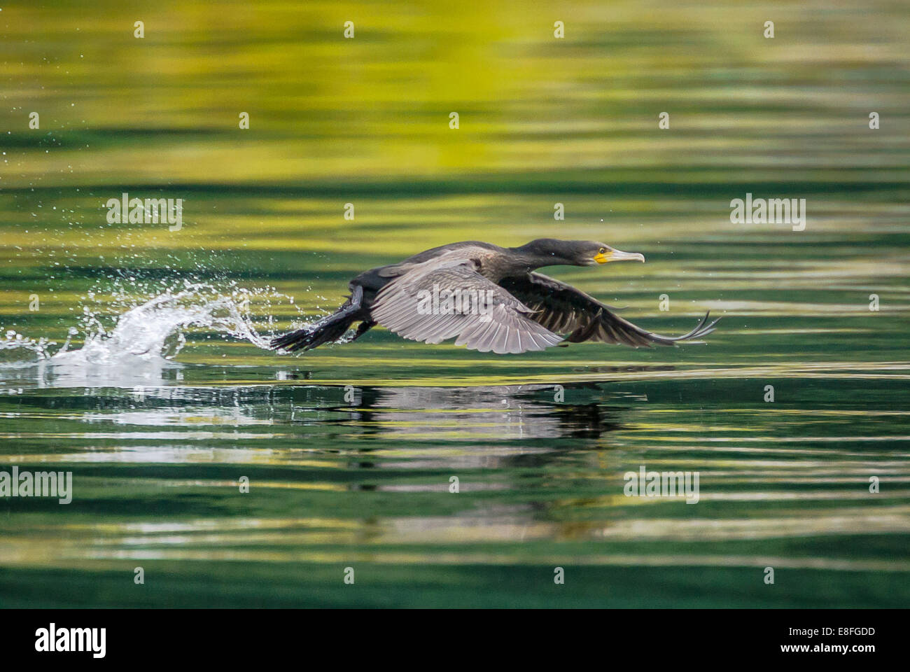 Uccello volando a bassa quota sopra l'acqua Foto Stock