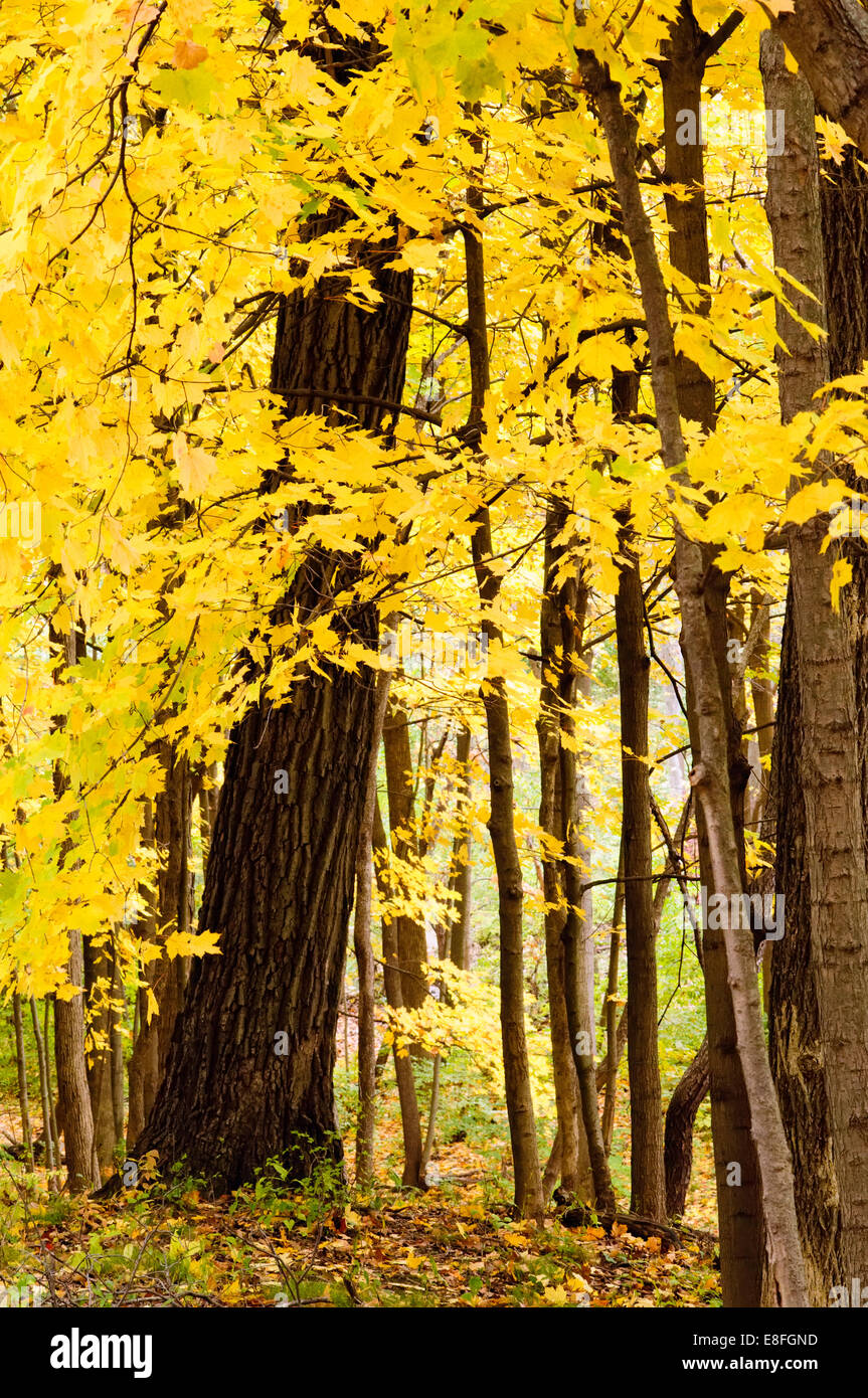 Alberi con foglie di giallo in autunno Foto Stock