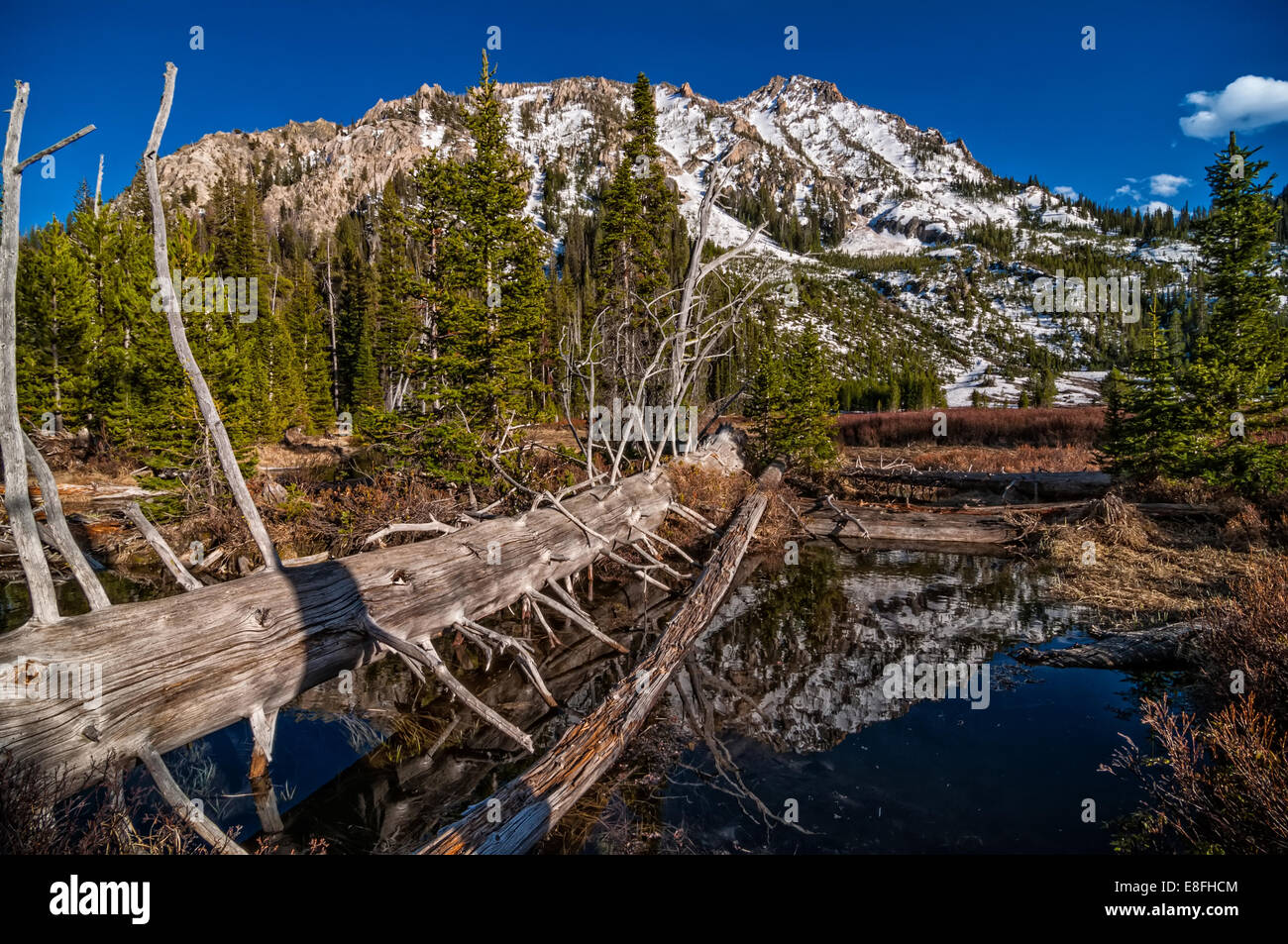 Stati Uniti d'America, Idaho, Sawtooth Wilderness, Log in foresta Foto Stock