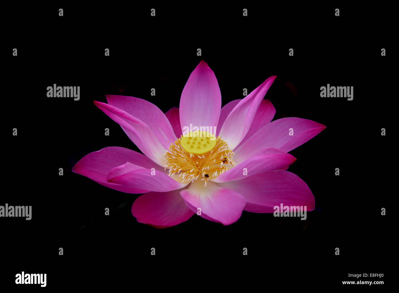 Close up di rosa fiori di loto (Nelumbo nucifera) Foto Stock