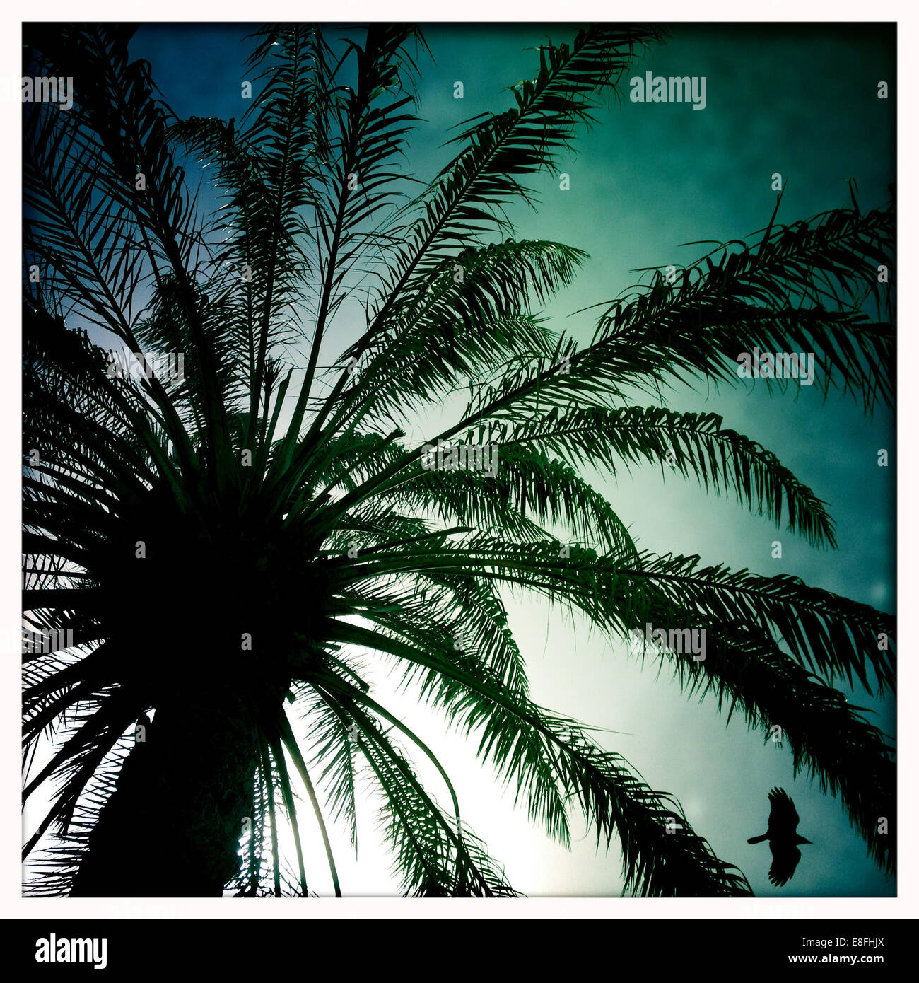 Oman, Moscato, Palm tree e stagliano bird Foto Stock