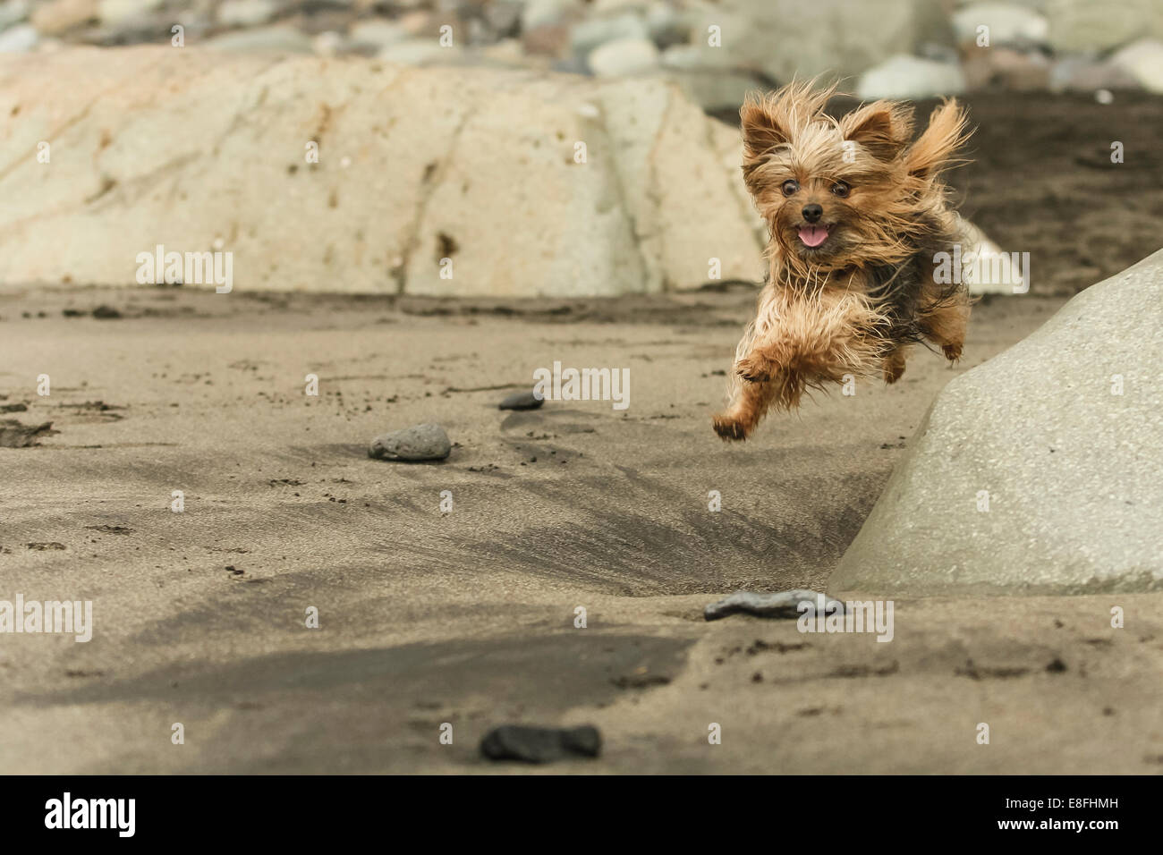 Yorkshire Terrier cane in esecuzione sulla spiaggia Foto Stock