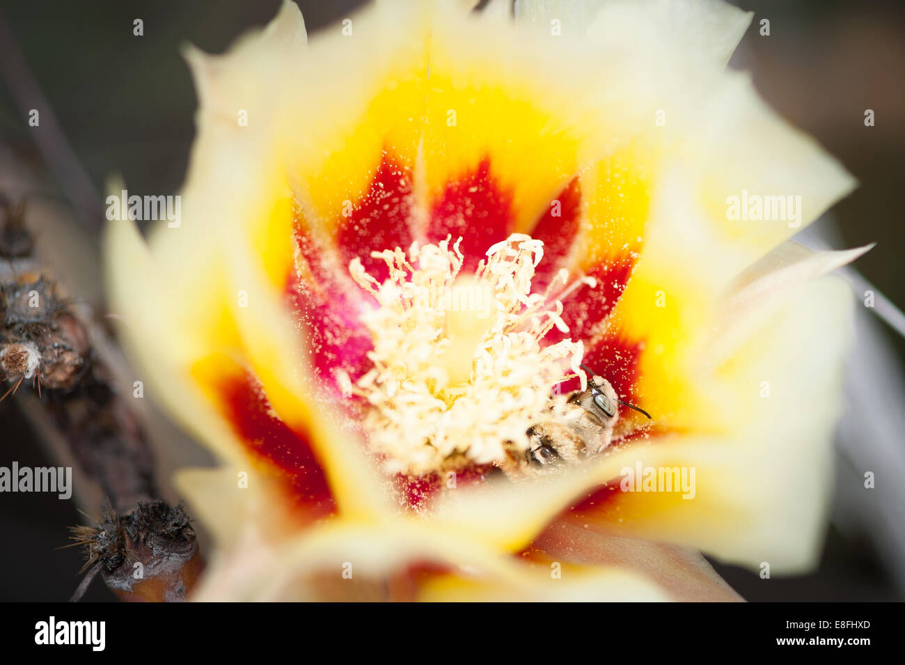 Stati Uniti d'America, Texas, Contea di Brewster, Lajitas, Bee dormire in fiore di cactus Foto Stock