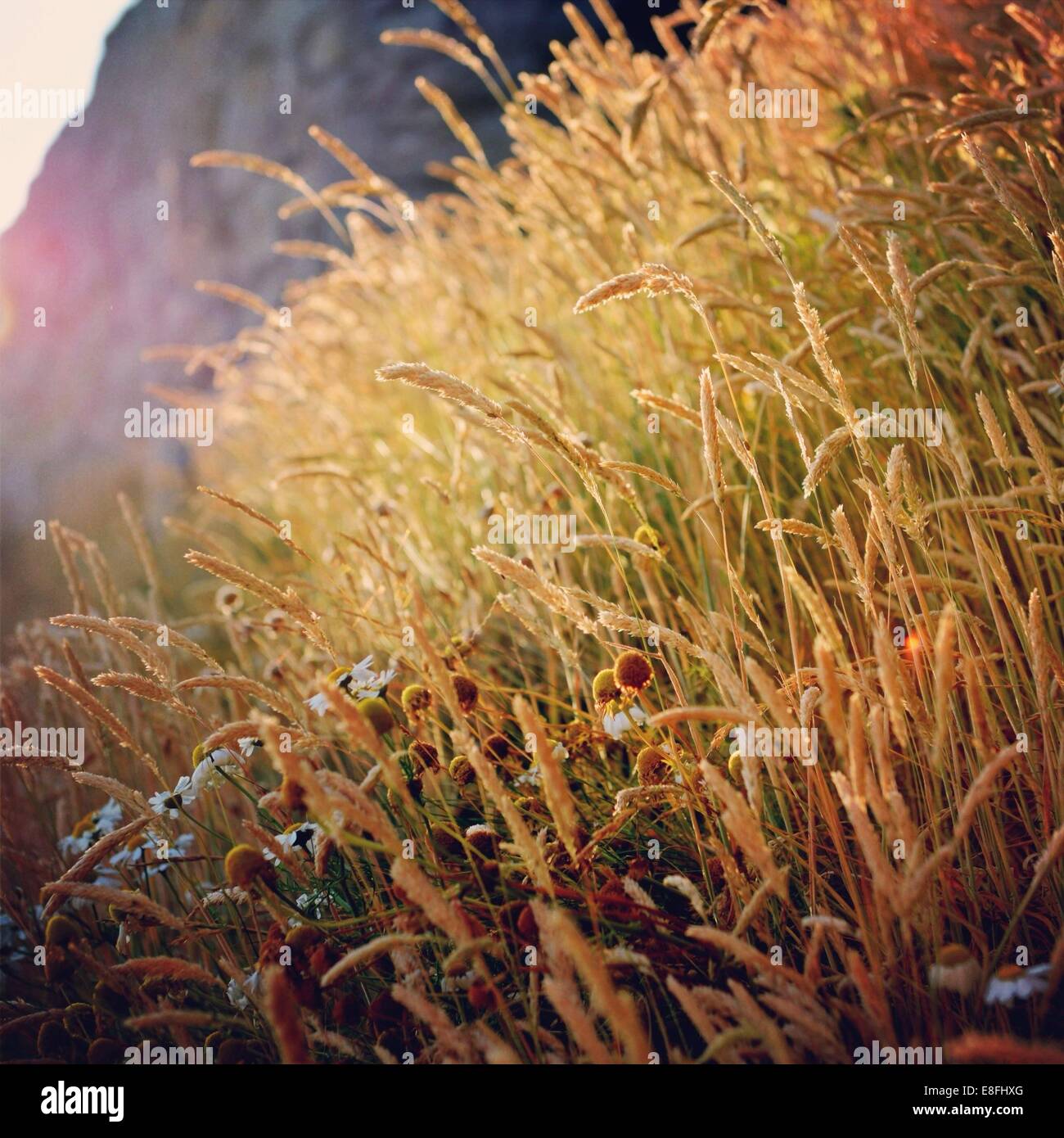 Close-up di piuma di lamelle di erba Foto Stock