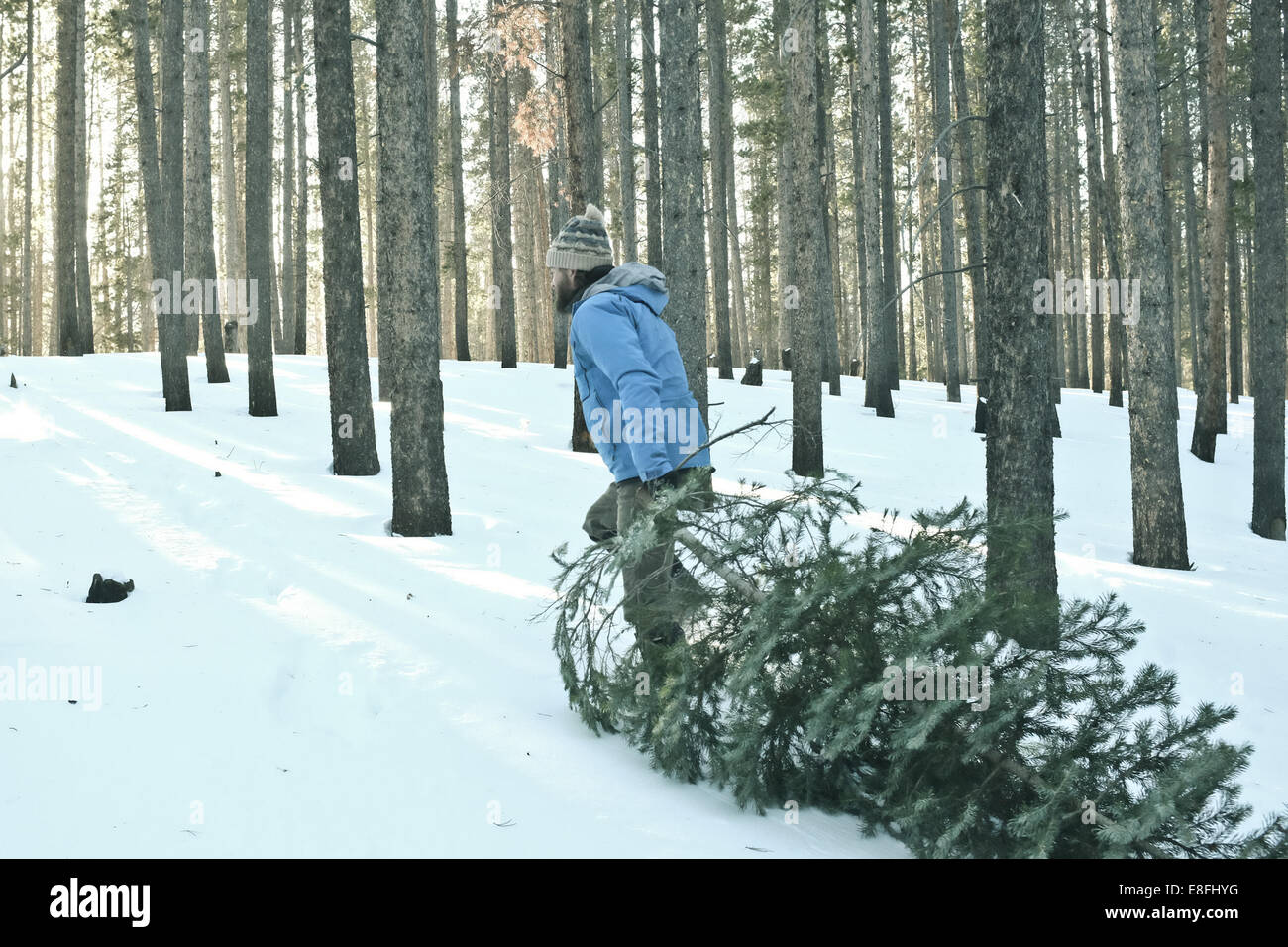 Uomo che trascina un albero di Natale attraverso la neve, USA Foto Stock