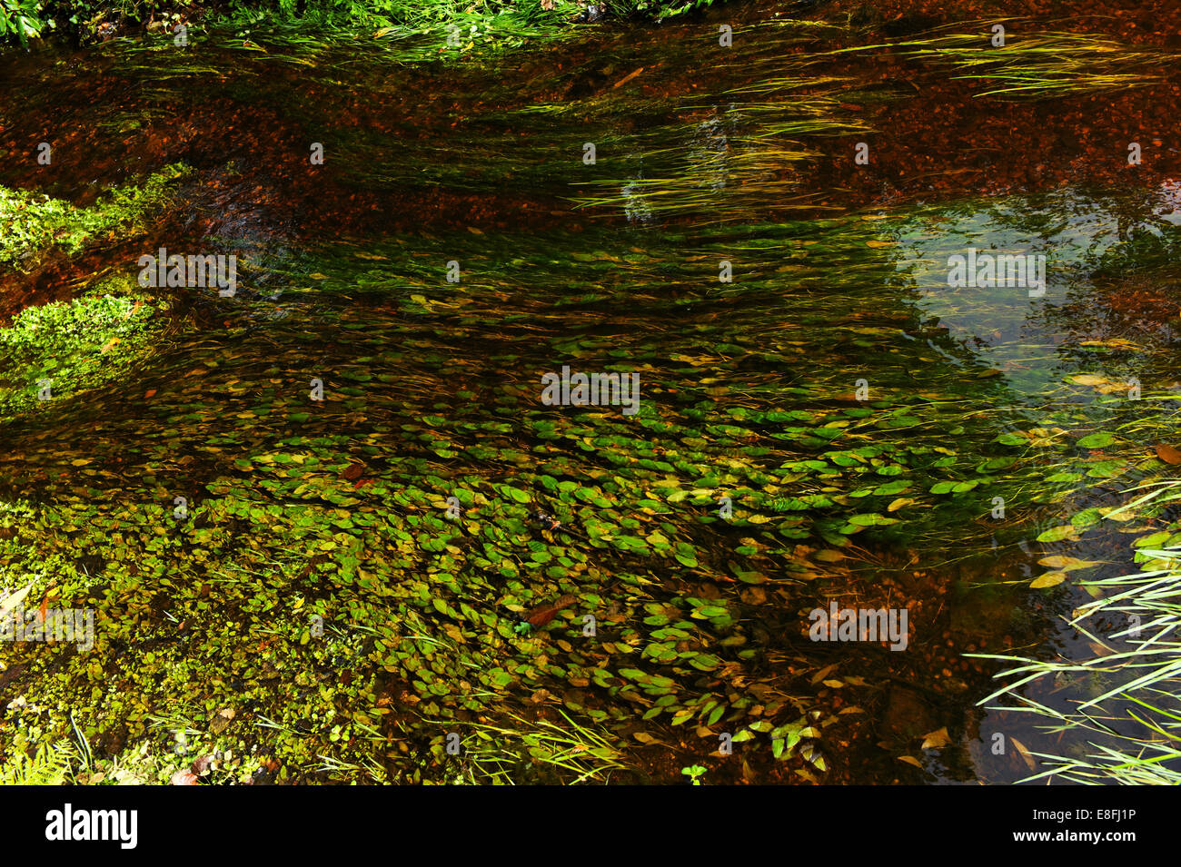 Regno Unito, Inghilterra, Hampshire, New Forest National Park, Stream, acqua fluente ed erba Foto Stock