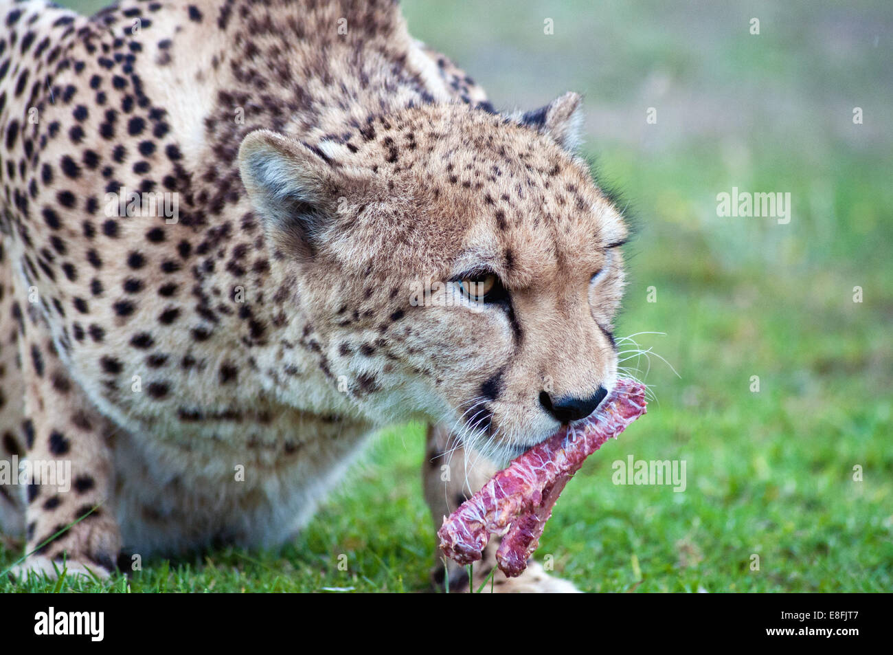 Cheetah alimentazione su un buck, Mpumalanga, Sud Africa Foto Stock