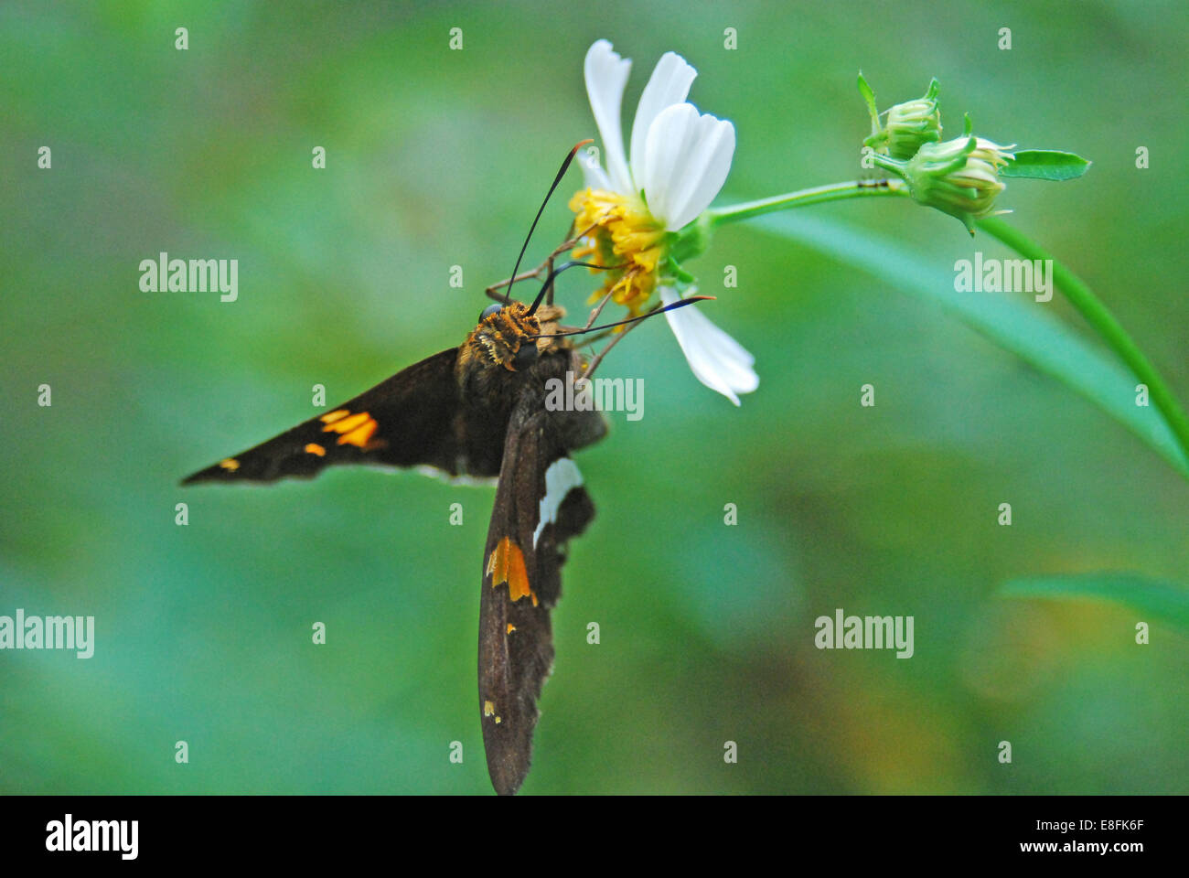 Moth su daisy selvaggio, Orlando, Orange County, Florida, Stati Uniti Foto Stock