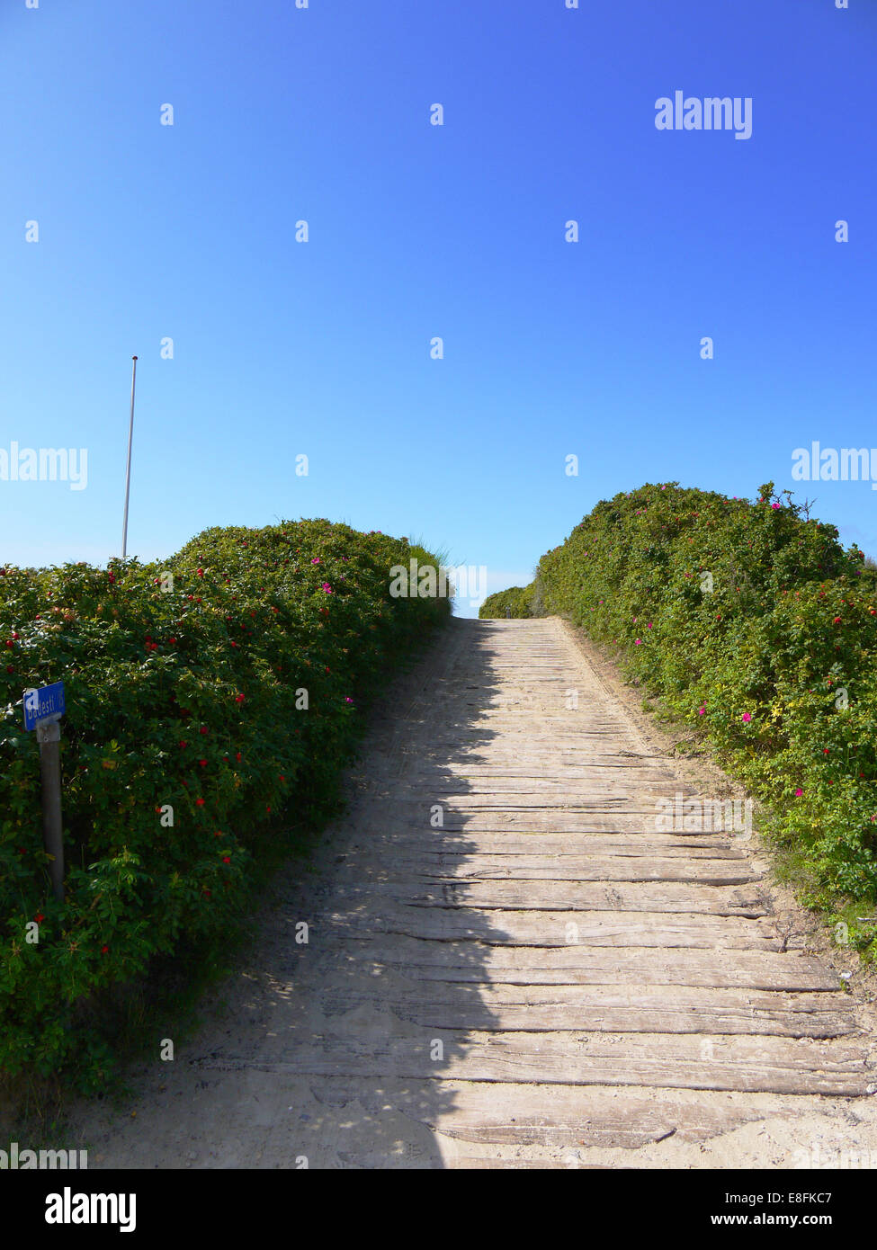 Rivestiti di rosa canina percorso spiaggia, Danimarca Foto Stock