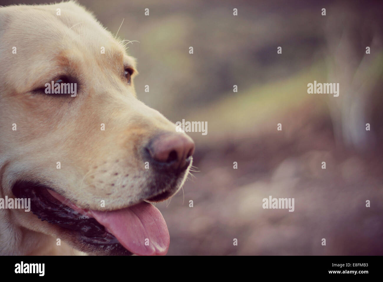 Ritratto di un labrador cane Foto Stock