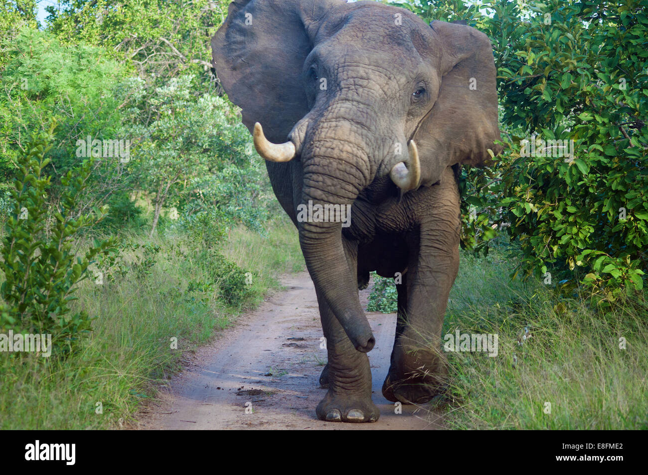 Elephant bull permanente sulla strada, Limpopo, Sud Africa Foto Stock