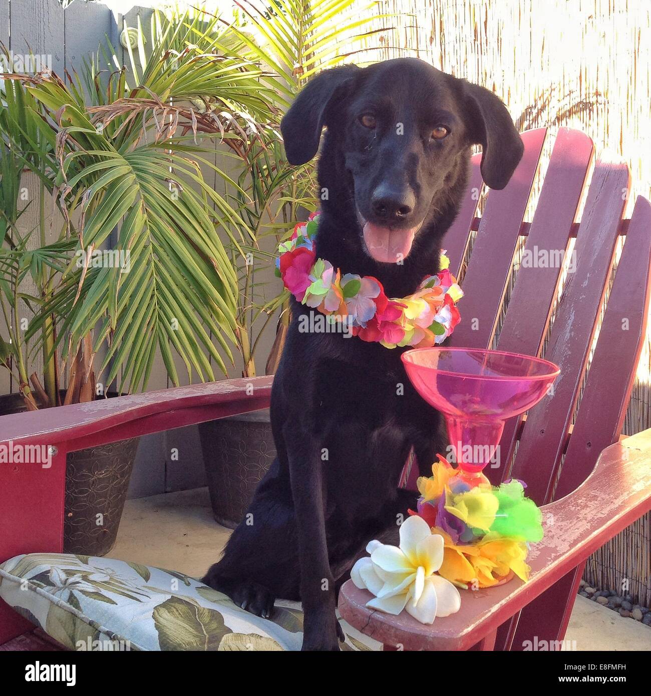 Ritratto di cane che indossa lei e mai tai drink di fronte Foto Stock