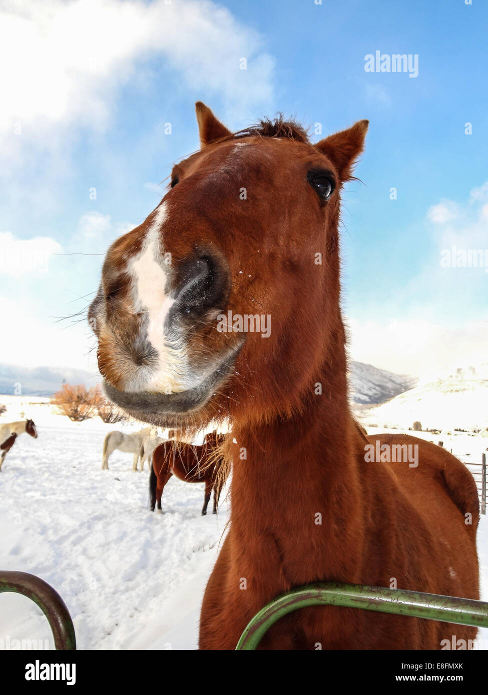 Ritratto di cavallo Foto Stock