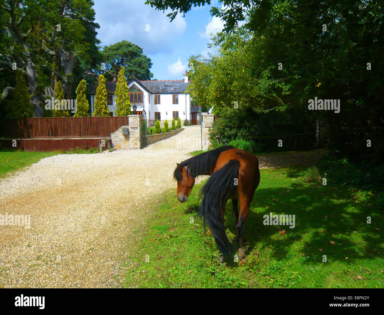 New Forest Pony fuori di una casa, Brockenhurst, Hampshire, Inghilterra, Regno Unito Foto Stock