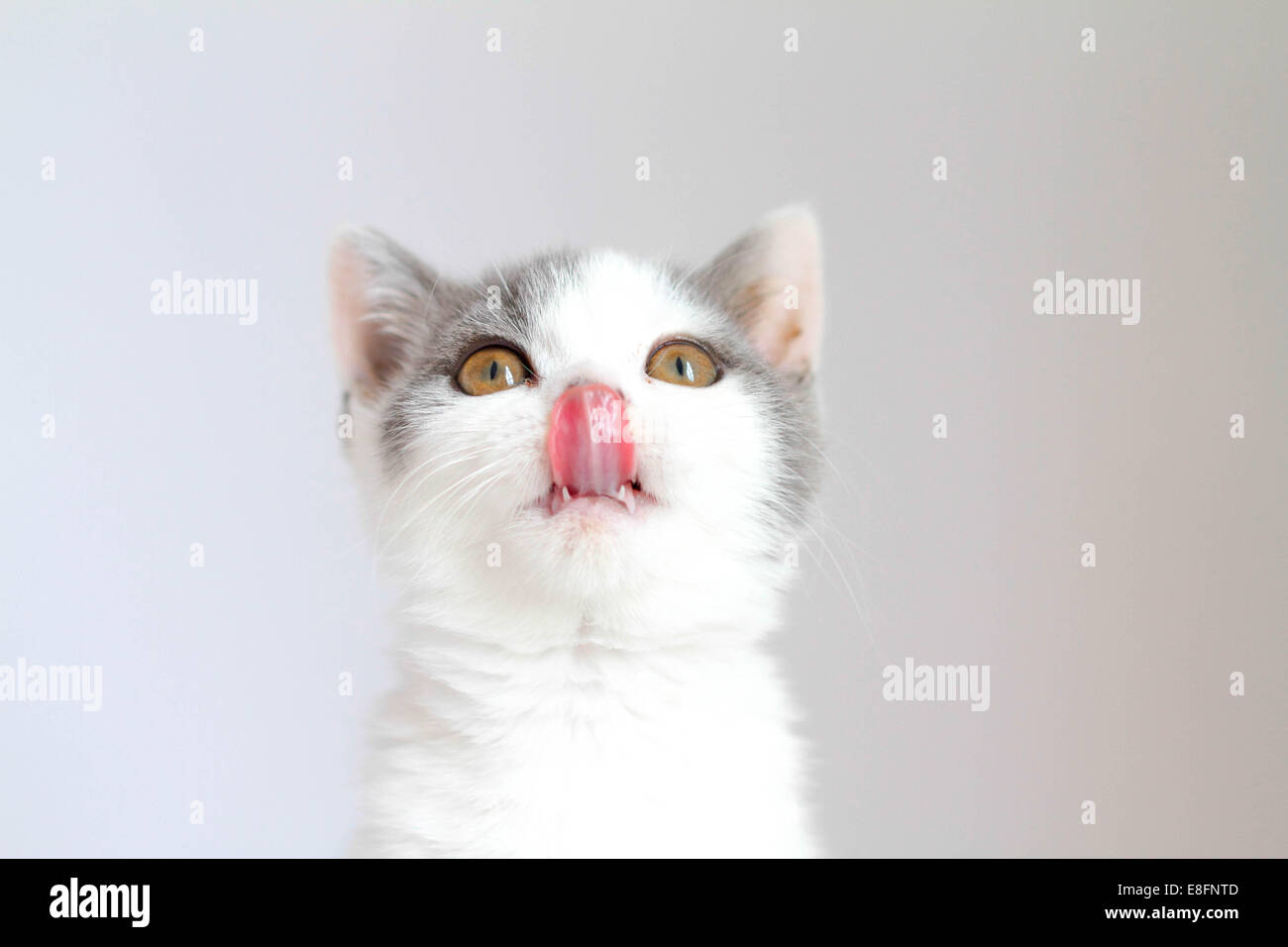 Ritratto di affamato gatto shortair britannico che leccano le sue labbra Foto Stock