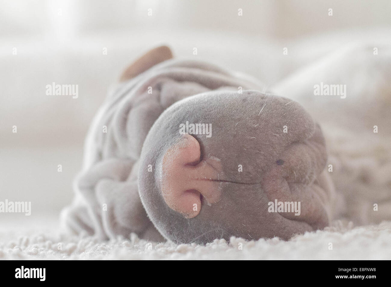 Il cane Shar pei stanco dormiva sul tappeto Foto Stock