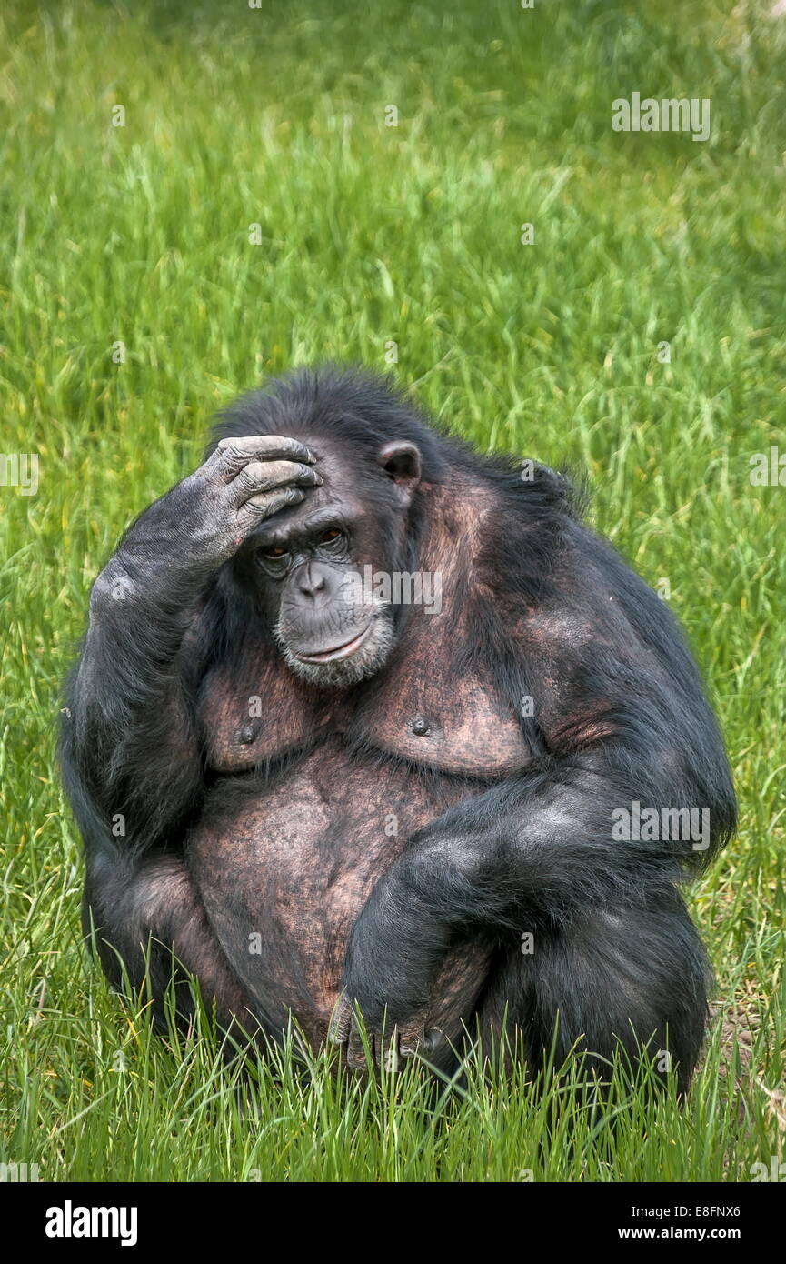 Pensando di uno scimpanzé Foto Stock