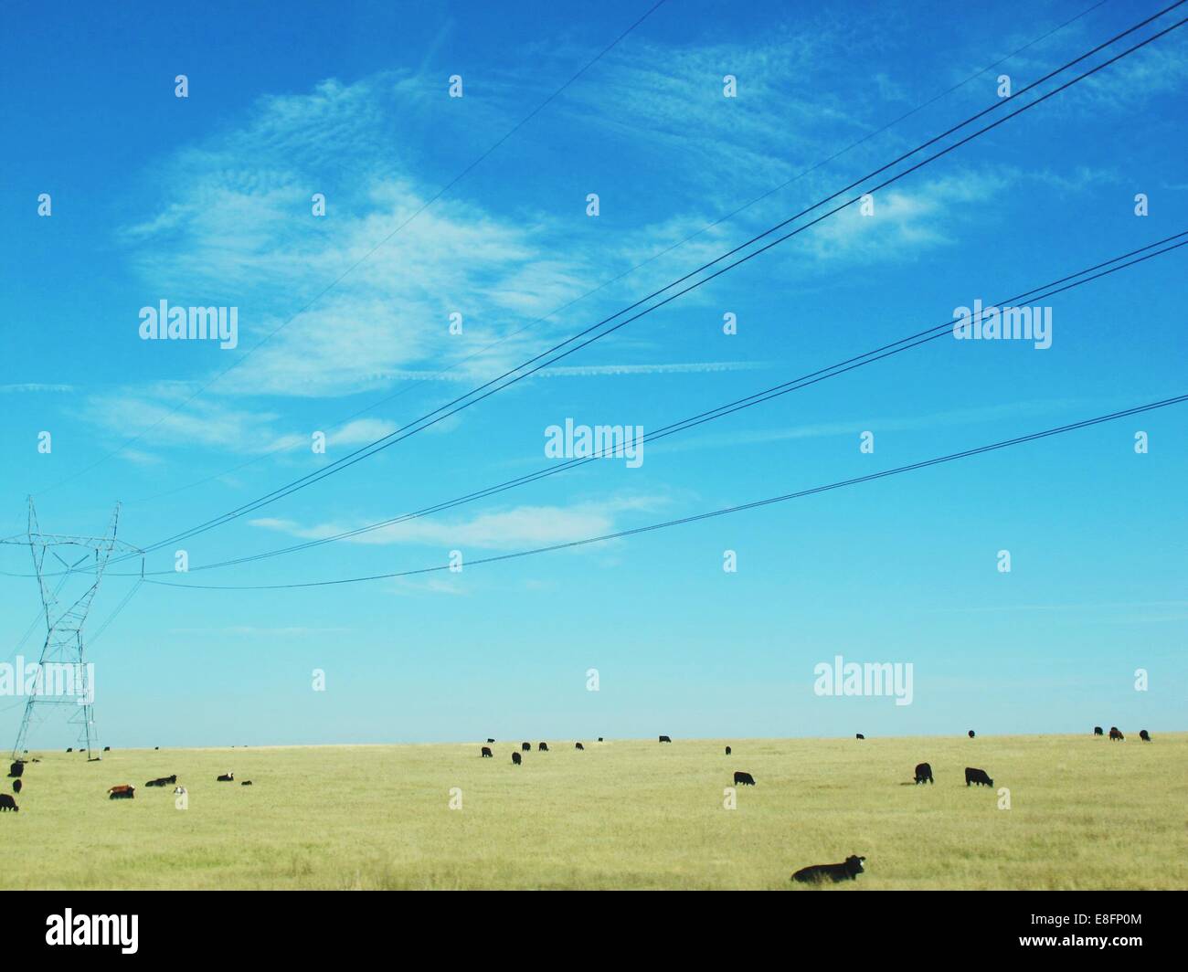 Campo di vacche e linee di alimentazione Foto Stock