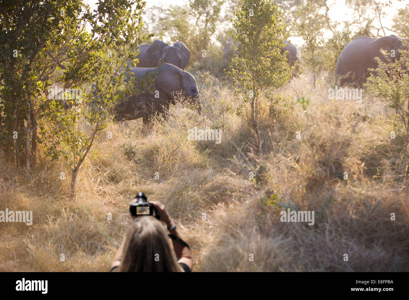 Donna Fotografa un branco di elefanti, sud africa Foto Stock