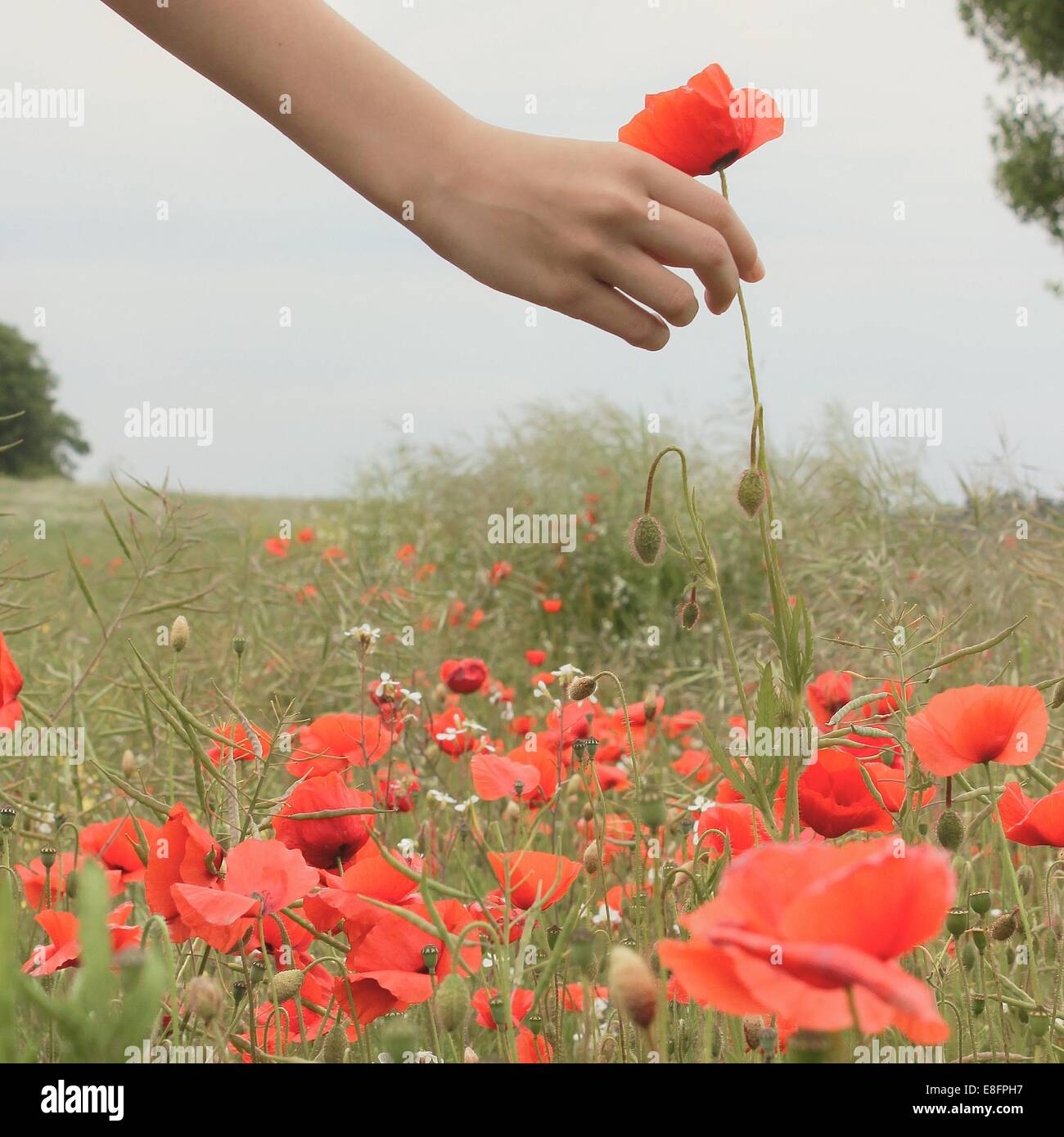 Ragazza picking fiori di papavero Foto Stock