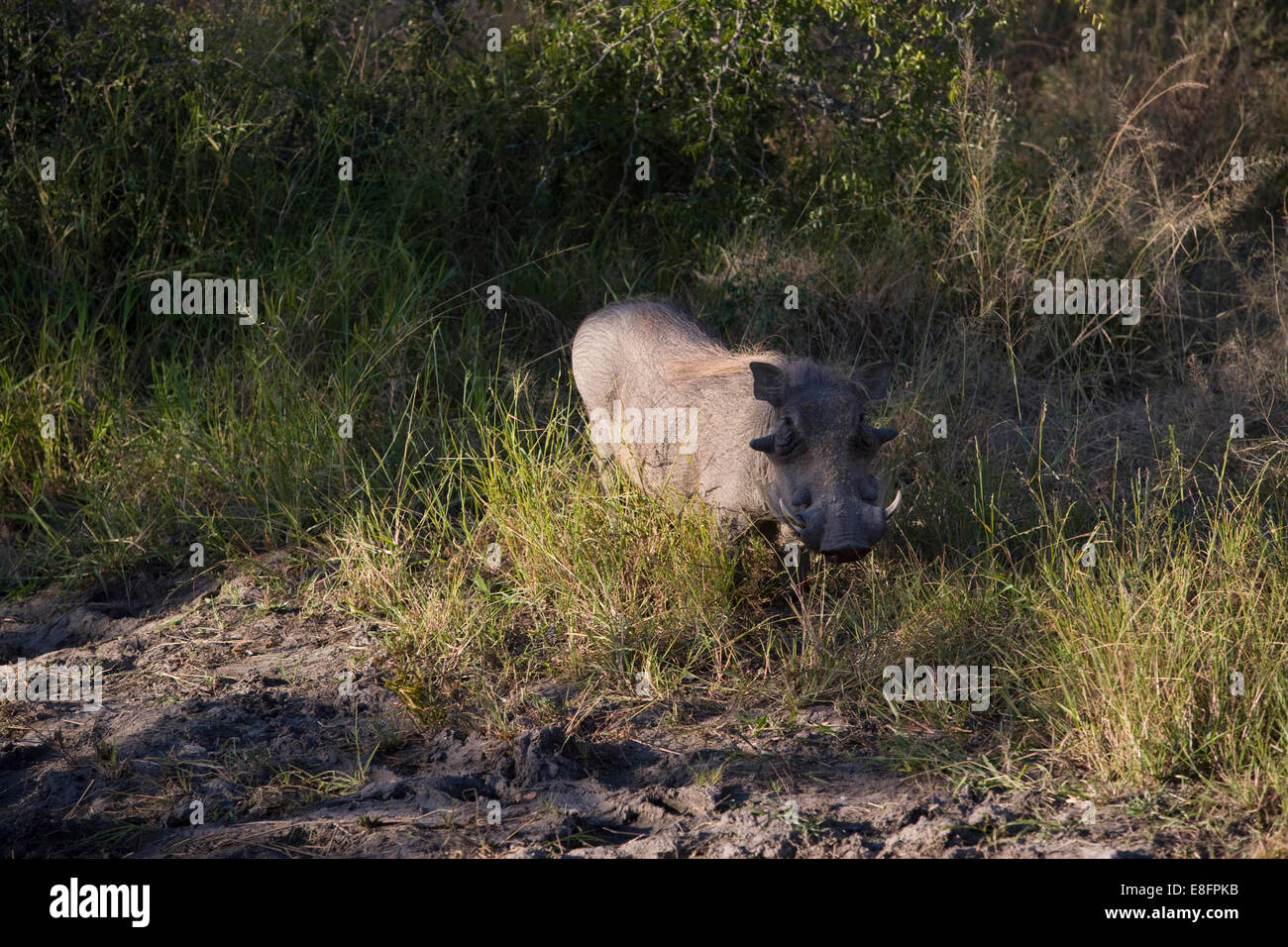 Sud Africa, Warthog nella boccola Foto Stock