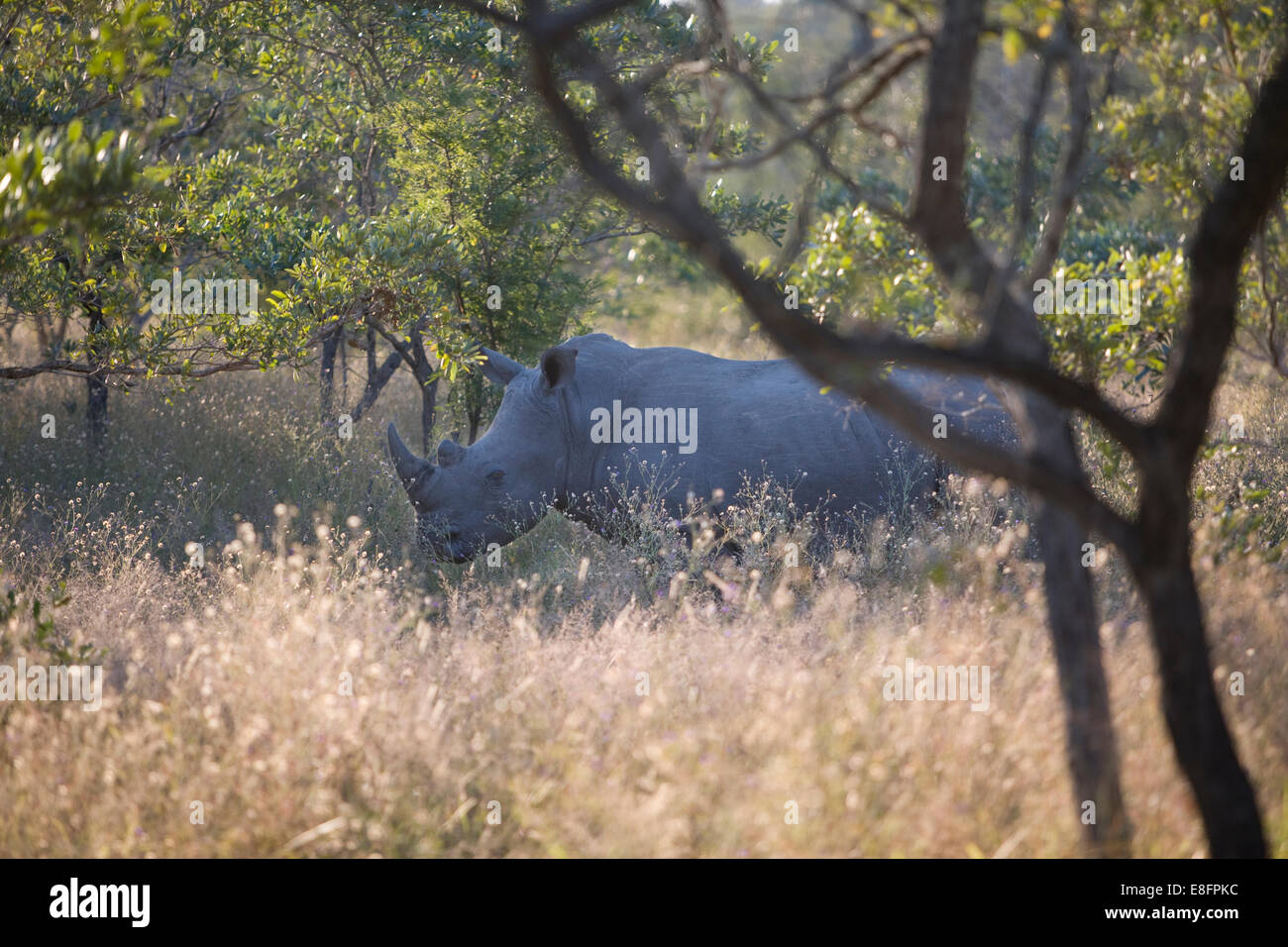 Sud Africa, rinoceronte nella boccola Foto Stock