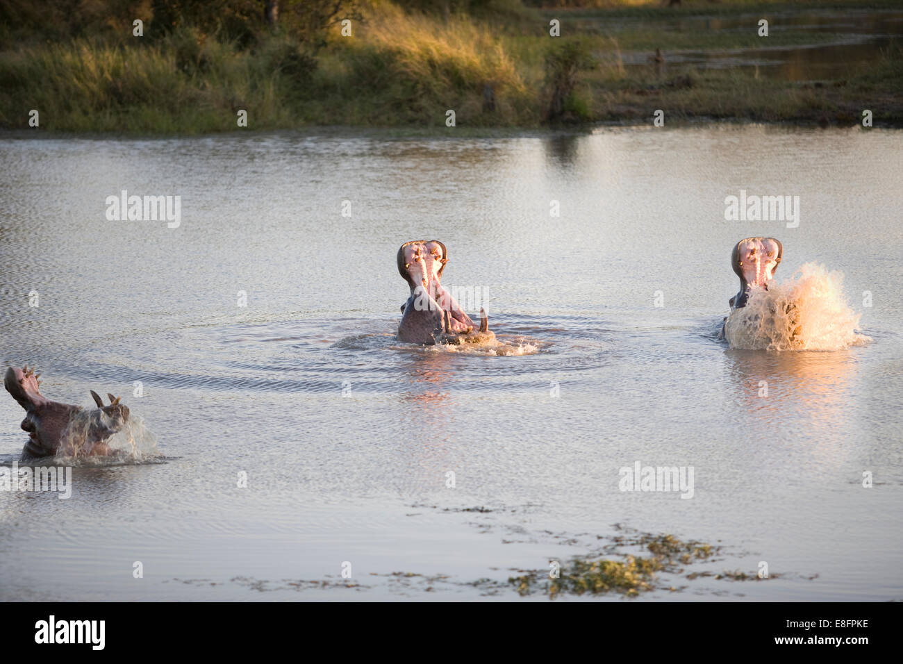 Tre ippopotami sbadigli nel fiume, sud africa Foto Stock