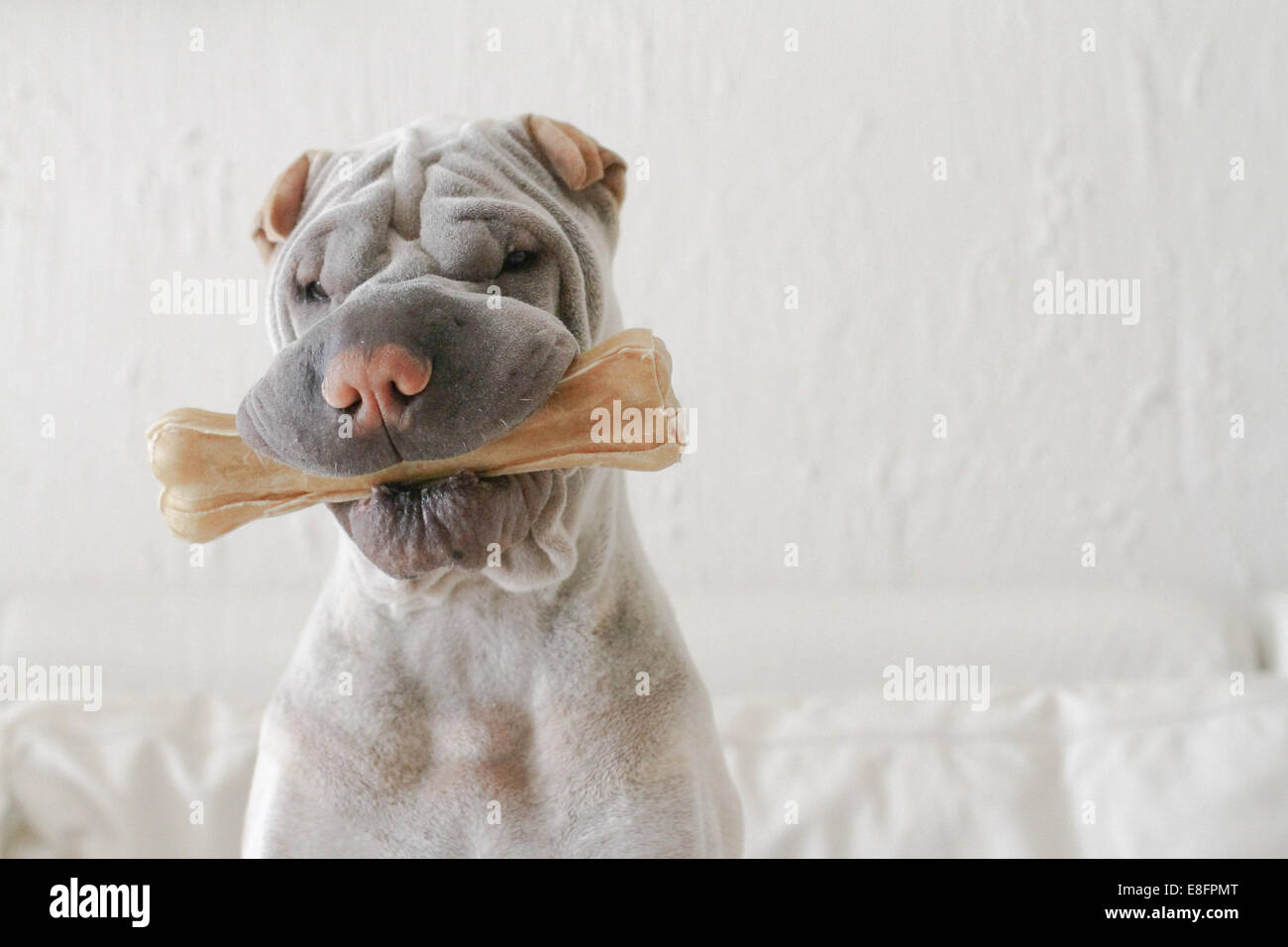 Shar-pei cane masticare su un osso di plastica Foto Stock