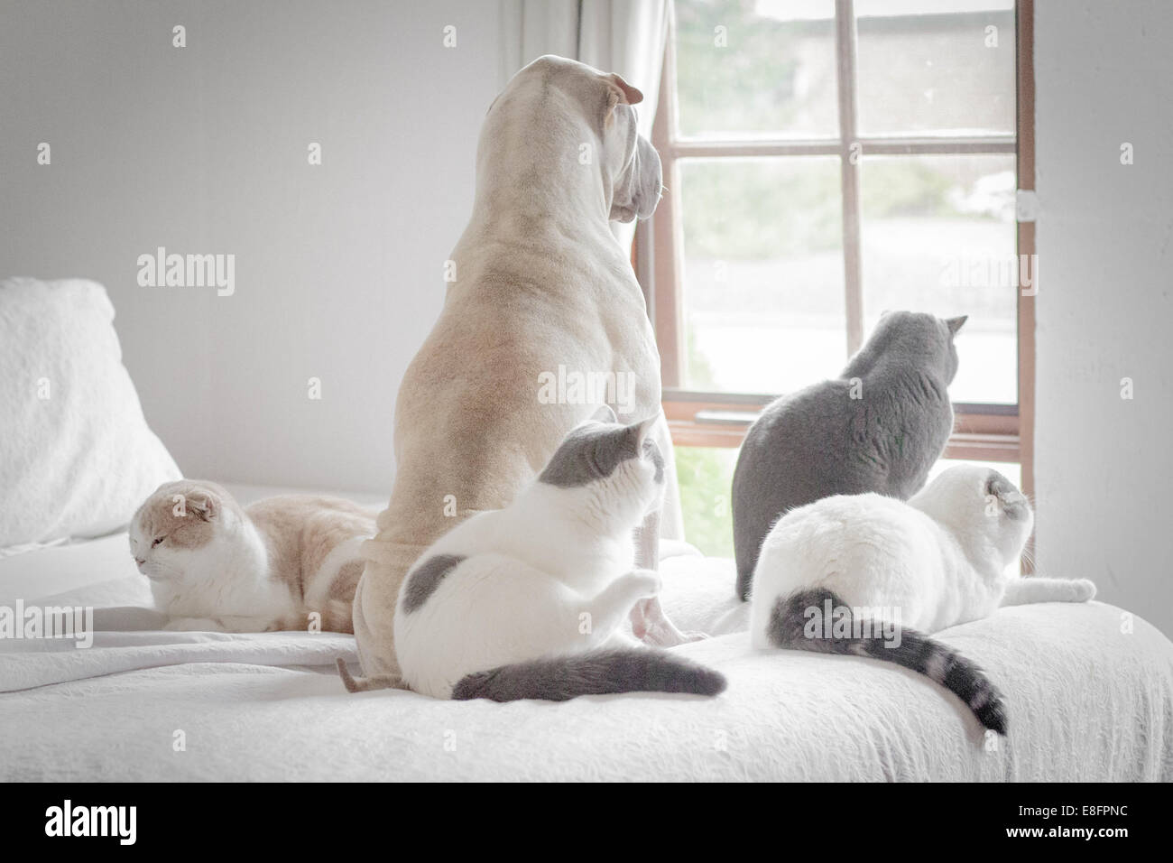 Shar pei cane e quattro gatti seduti su un letto che guarda fuori dalla finestra Foto Stock
