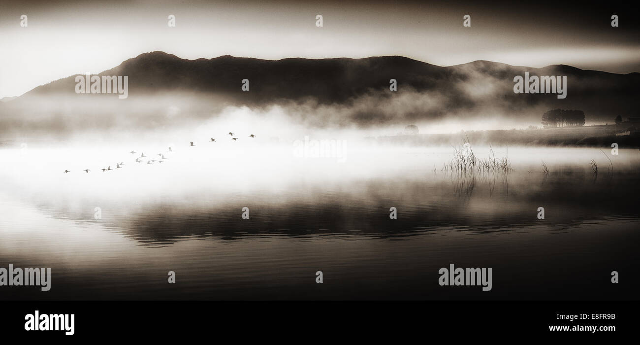 Stormo di uccelli in volo sopra il lago Foto Stock
