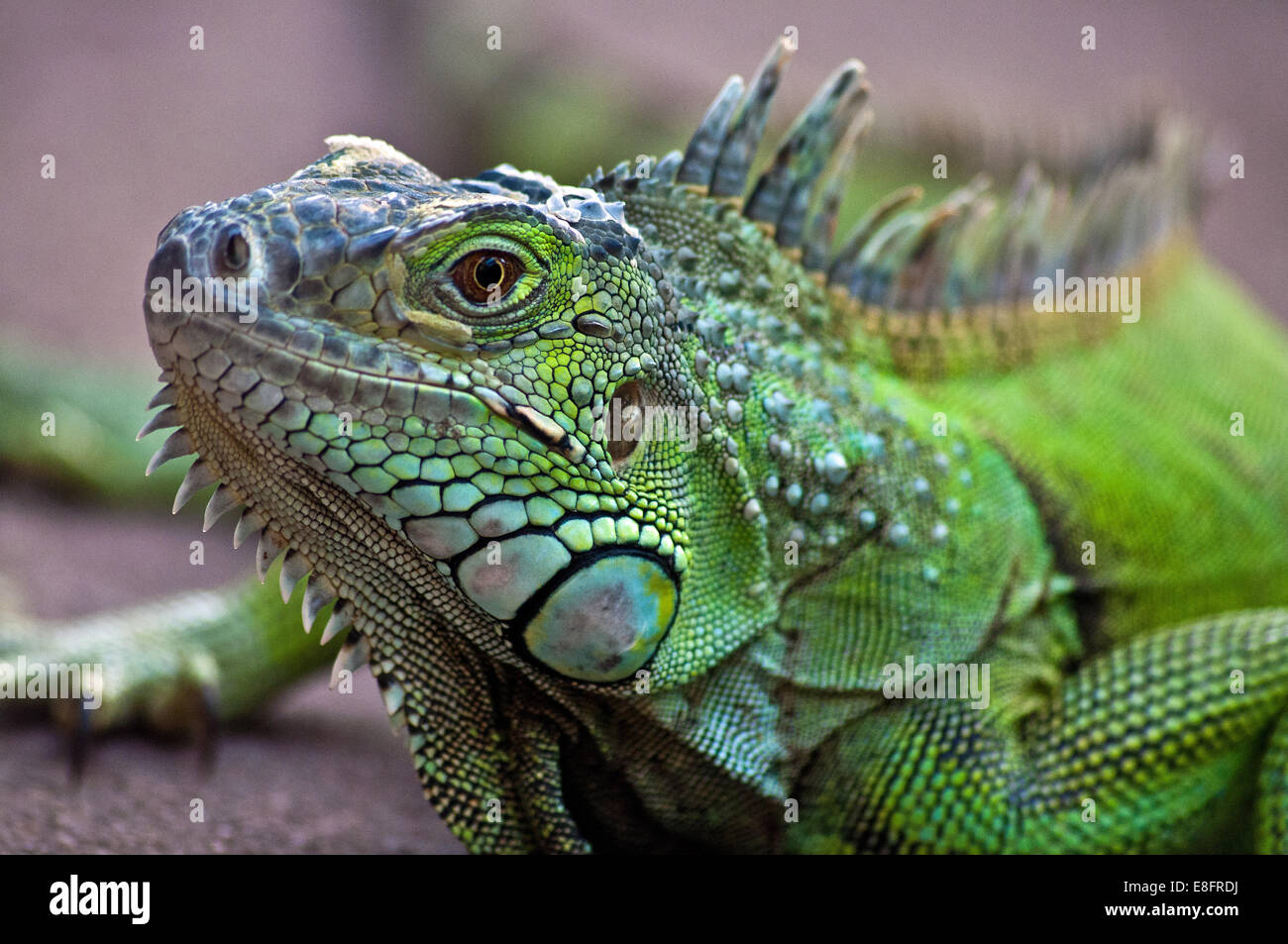 Ritratto di un iguana lucertola, Western Cape, Sud Africa Foto Stock
