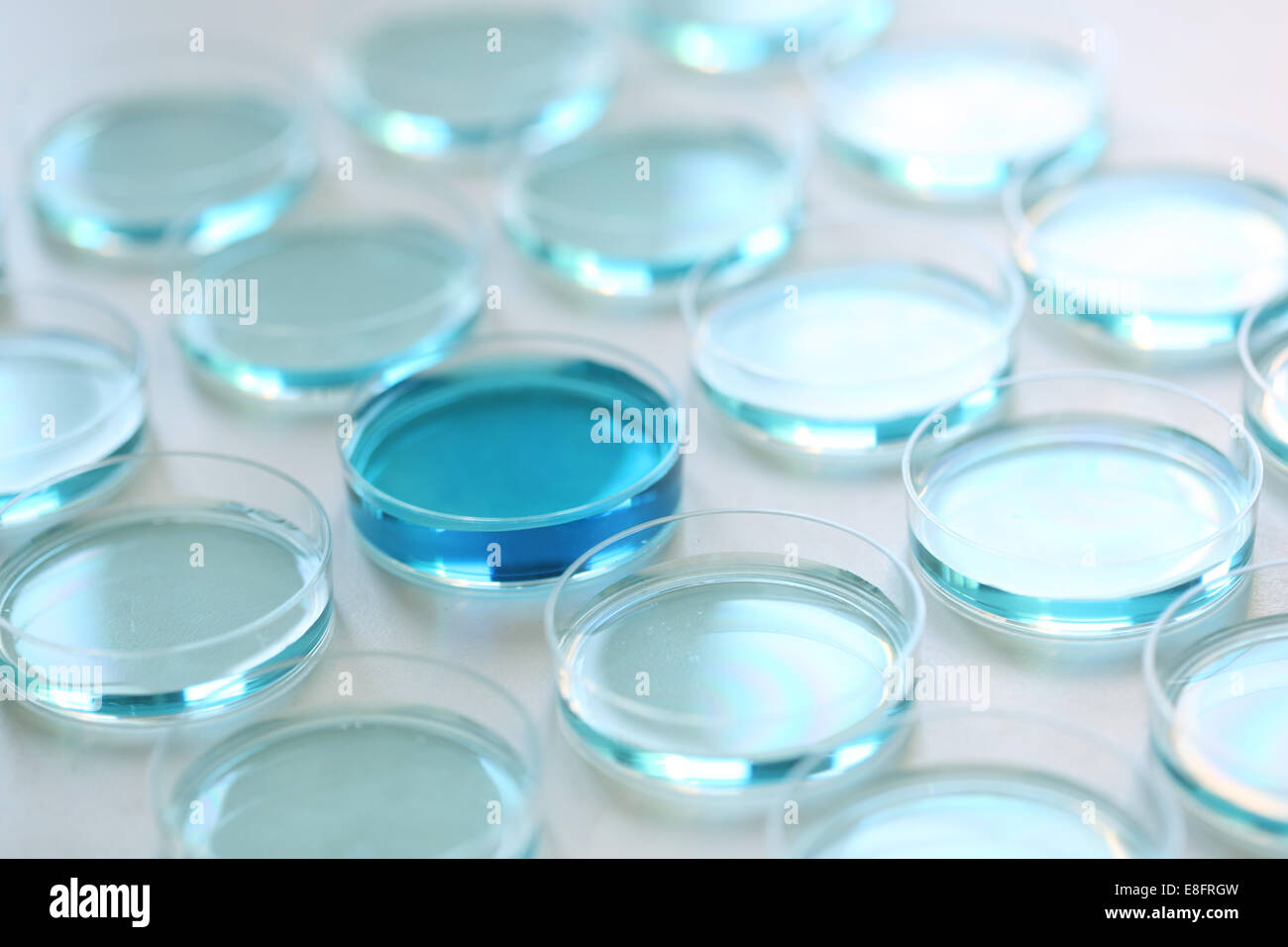 Capsule di Petri con liquido di colore blu Foto Stock