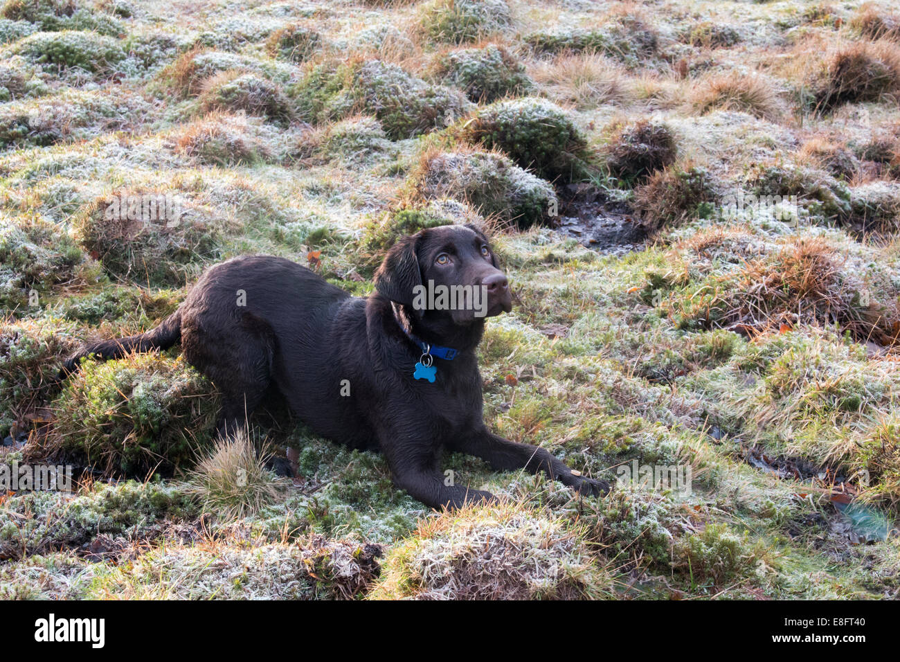 Regno Unito, Inghilterra, West Midlands, Staffordshire, Downs banche, Cioccolato labrador cucciolo sdraiato sul frosty erba Foto Stock