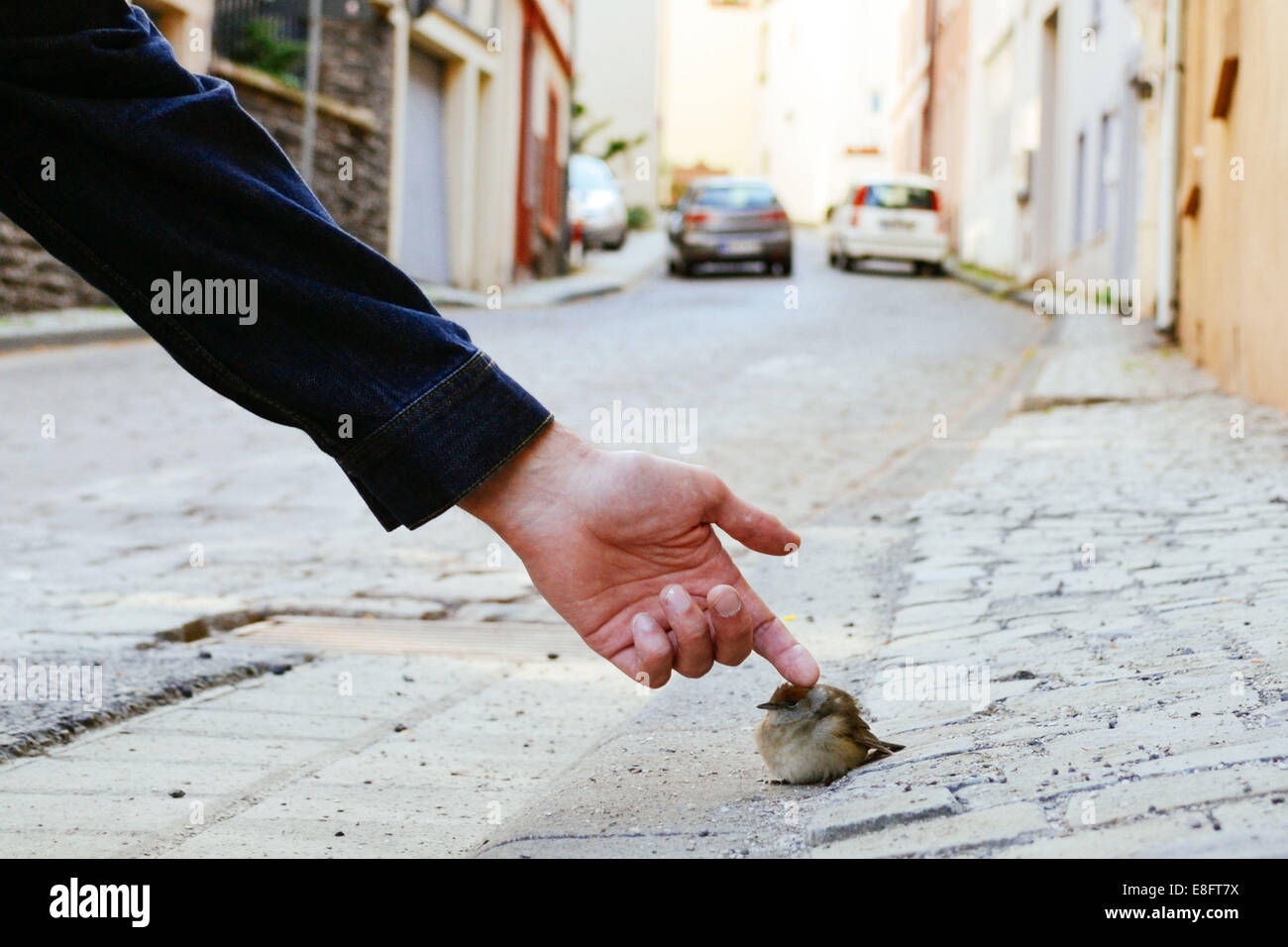 Uomo di toccare sparrow su strada Foto Stock