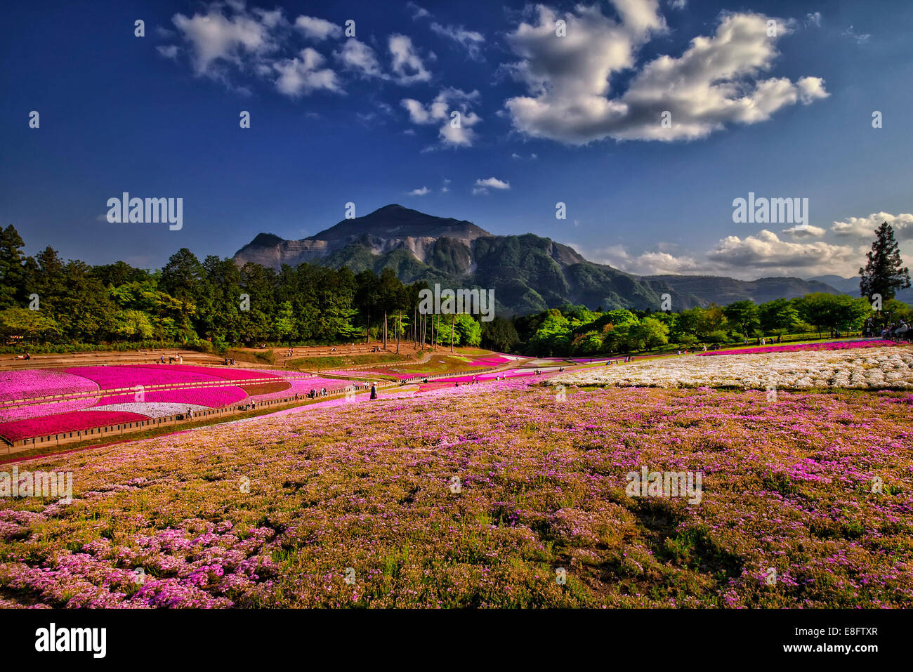Giappone, nella prefettura di Saitama, Chichibu park, vista di shibazakura Foto Stock