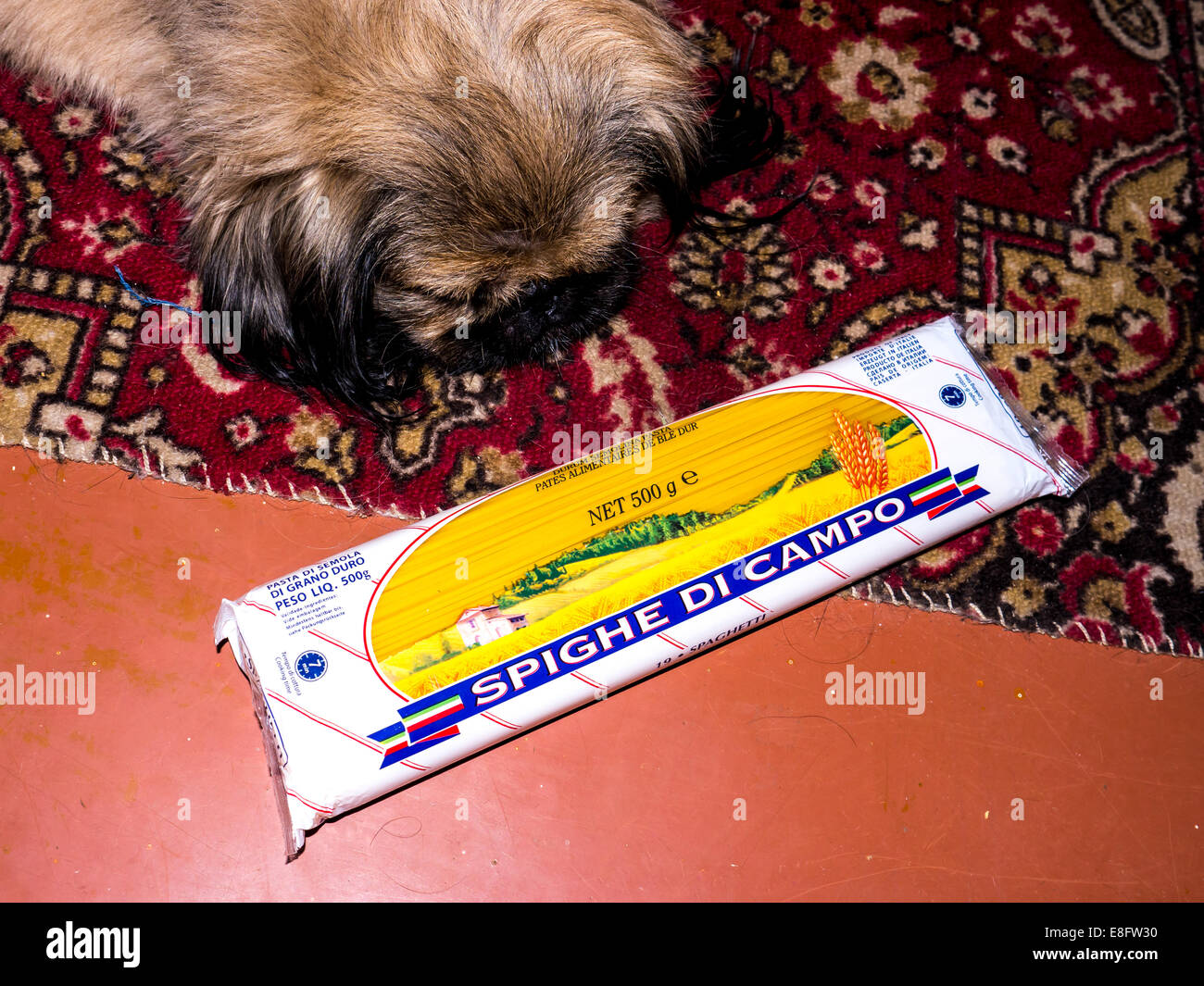 GOMEL, Bielorussia - Agosto 22, 2014: Pasta Spighe di Campo e cane. Spighe di Campo è un marchio di proprietà di prodotti da P.A.P. srl. Foto Stock