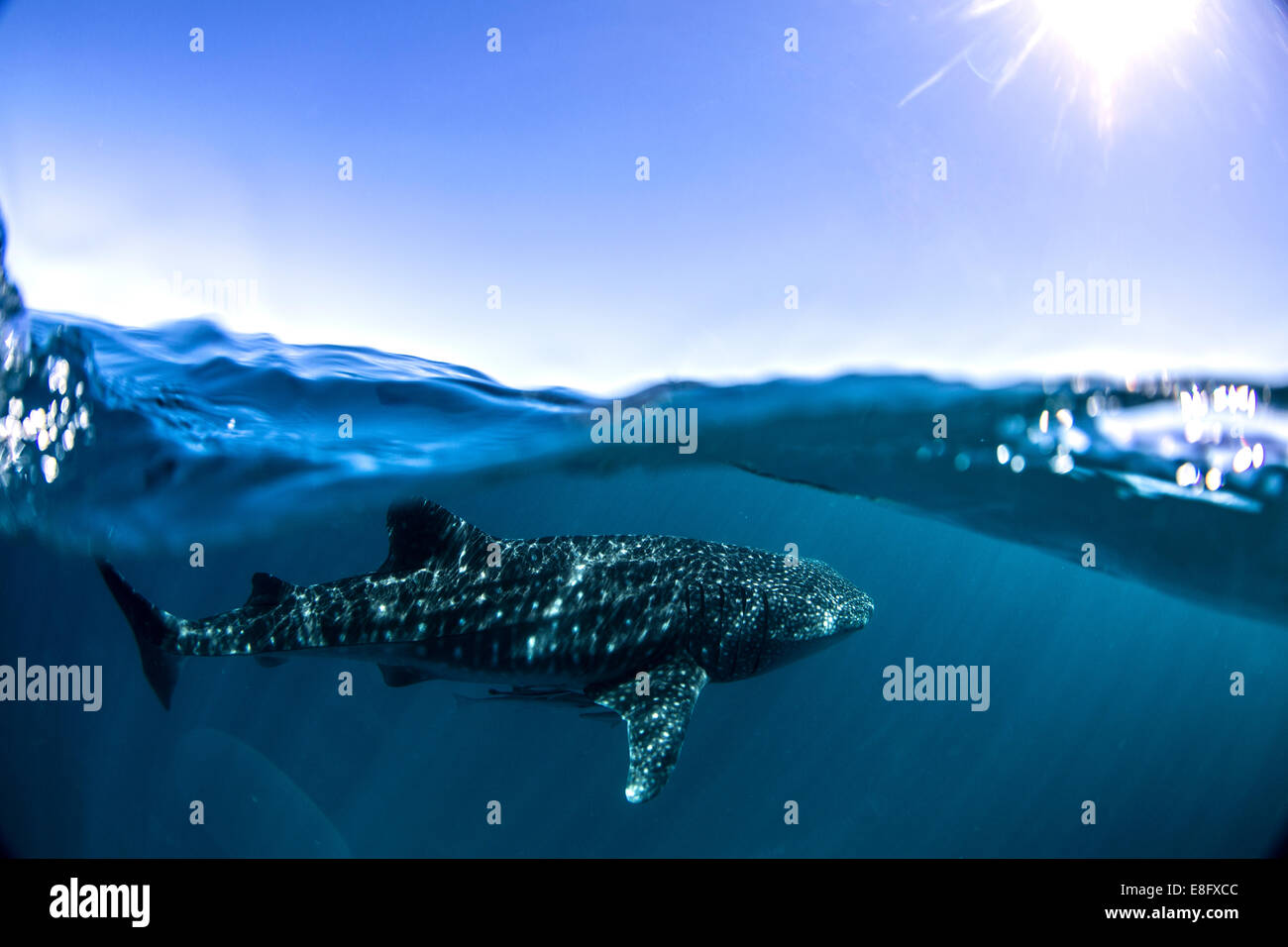 Whale Shark che nuota in oceano Foto Stock