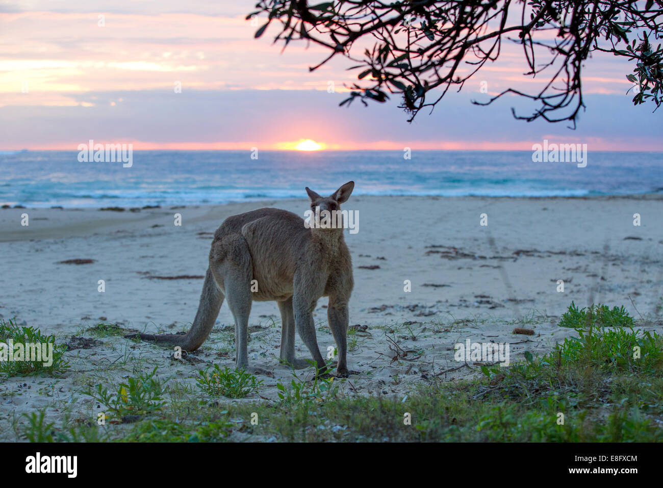 Kangaroo permanente sulla spiaggia, Australia Foto Stock