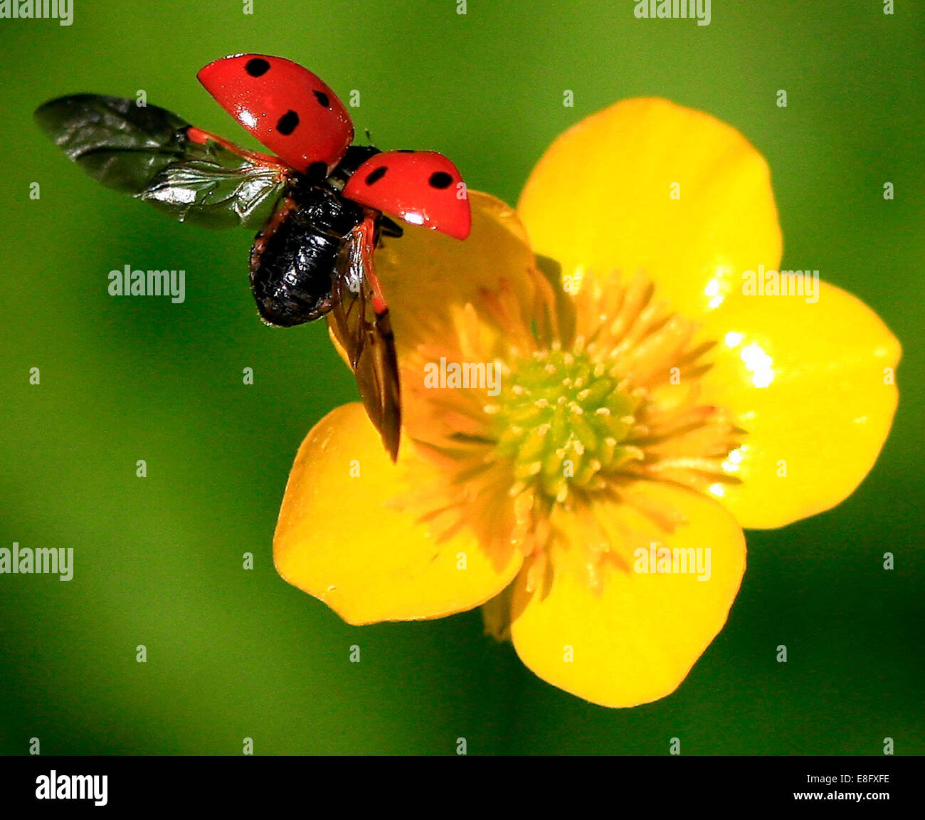 Primo piano di atterraggio ladybug su un fiore di coppa di farfalle Foto Stock